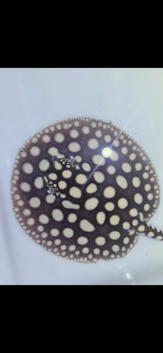 Freshwater stingray black diamond female 6inch 6