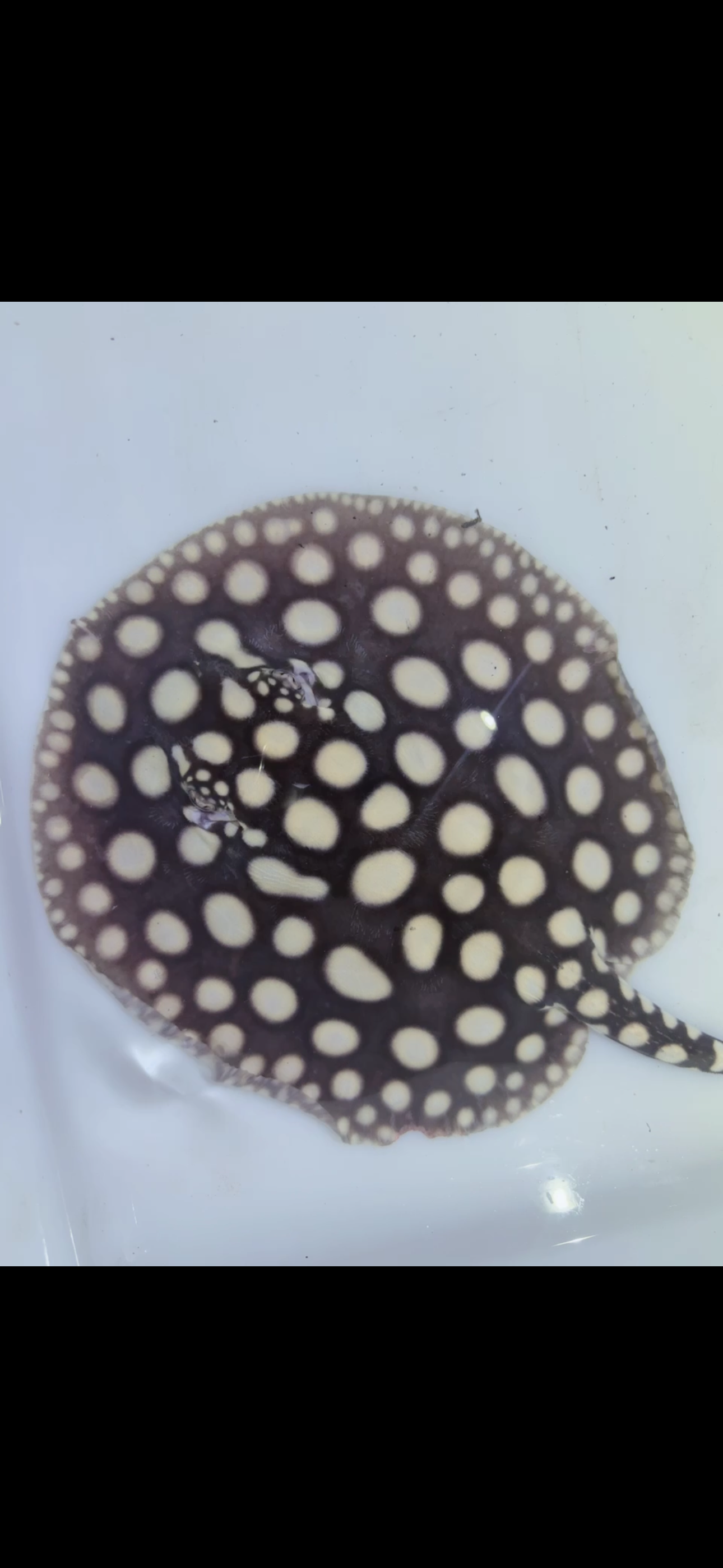 Freshwater stingray black diamond female 6inch 6