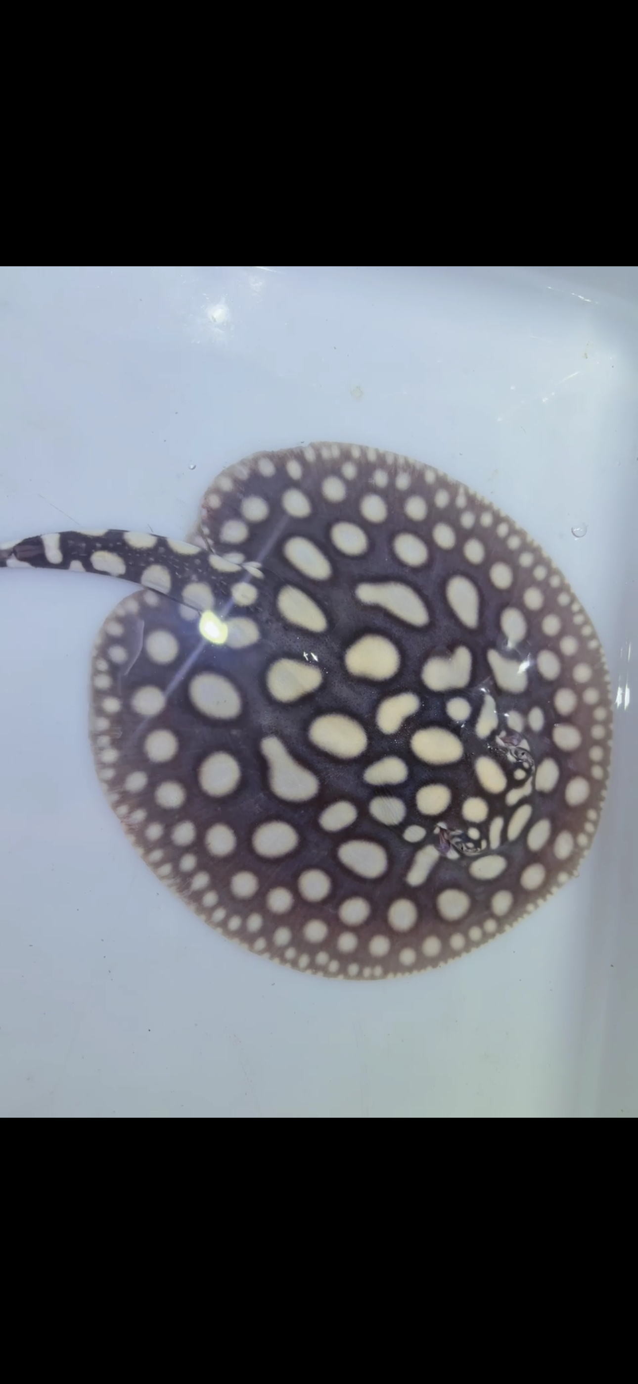 Freshwater stingray black diamond female 6inch 7