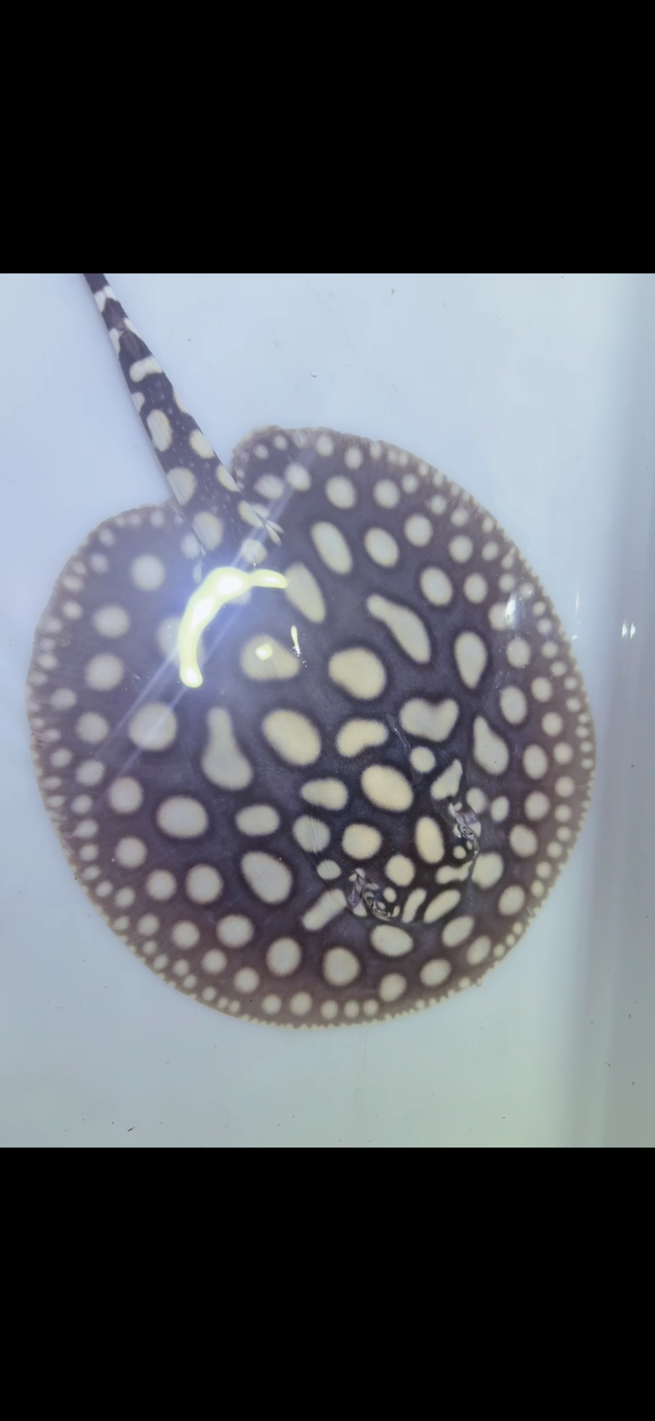 Freshwater stingray black diamond female 6inch 7