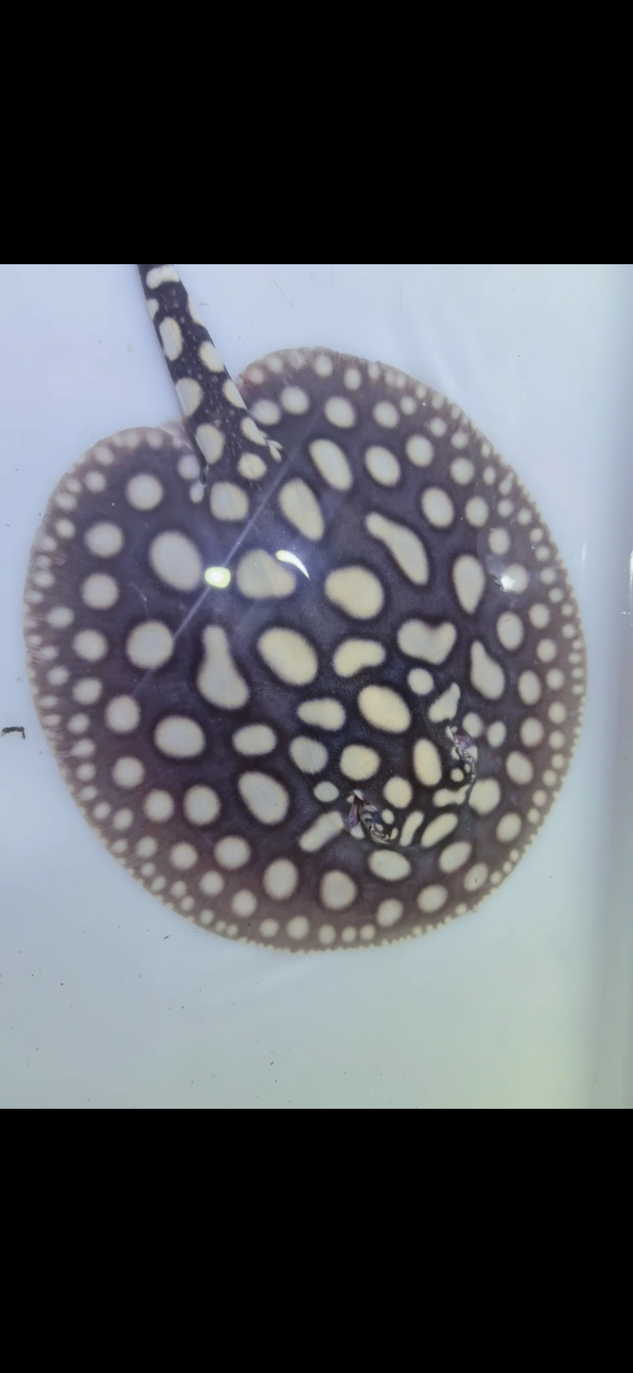 Freshwater stingray black diamond female 6inch 7