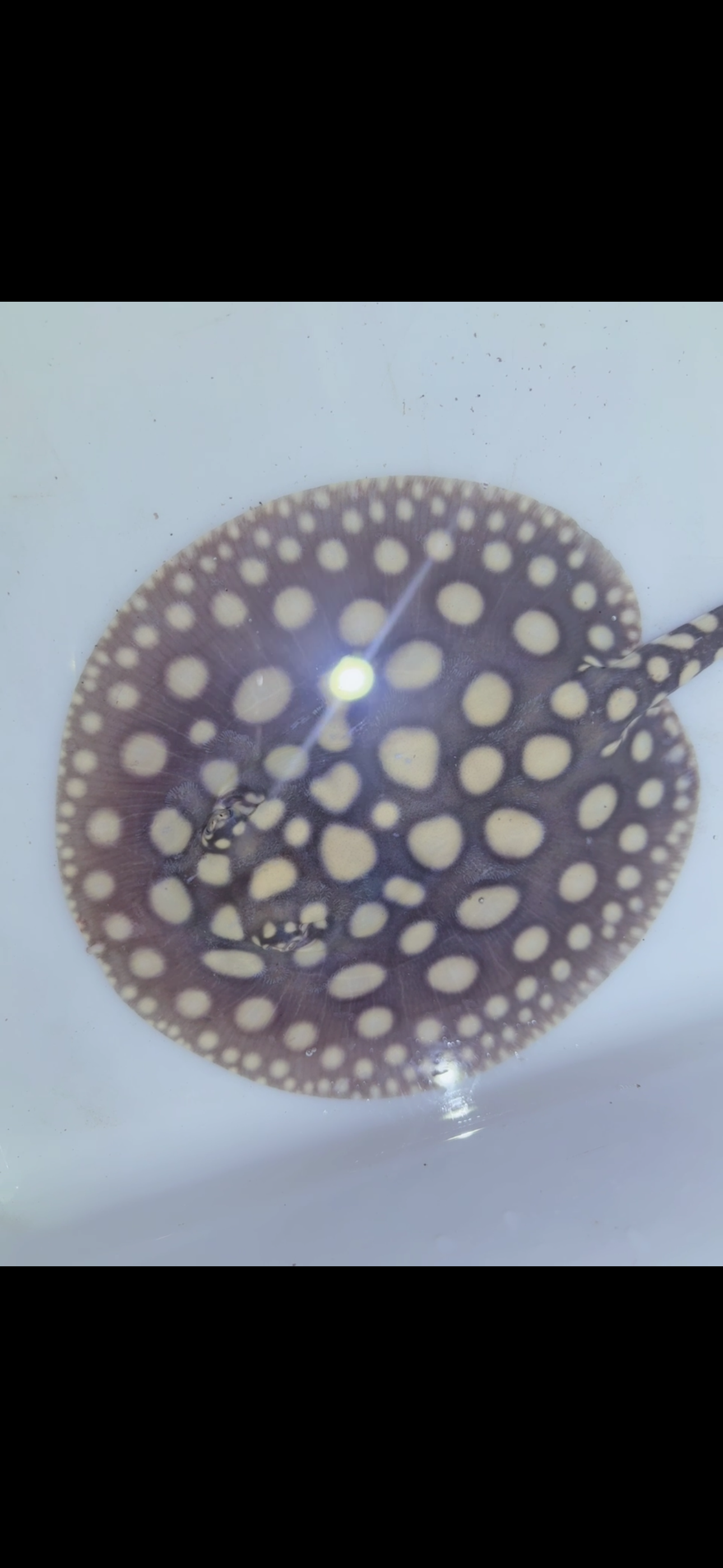 Freshwater stingray black diamond female 6inch 8