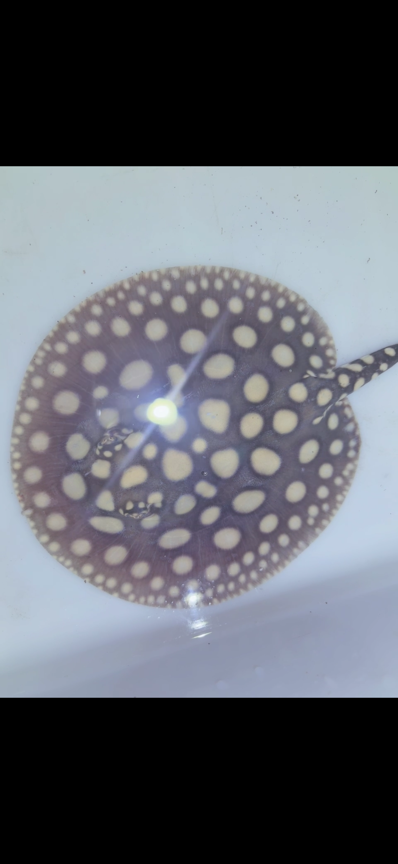 Freshwater stingray black diamond female 6inch 8