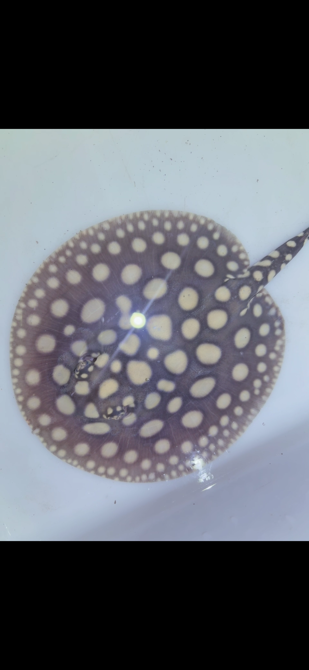 Freshwater stingray black diamond female 6inch 8