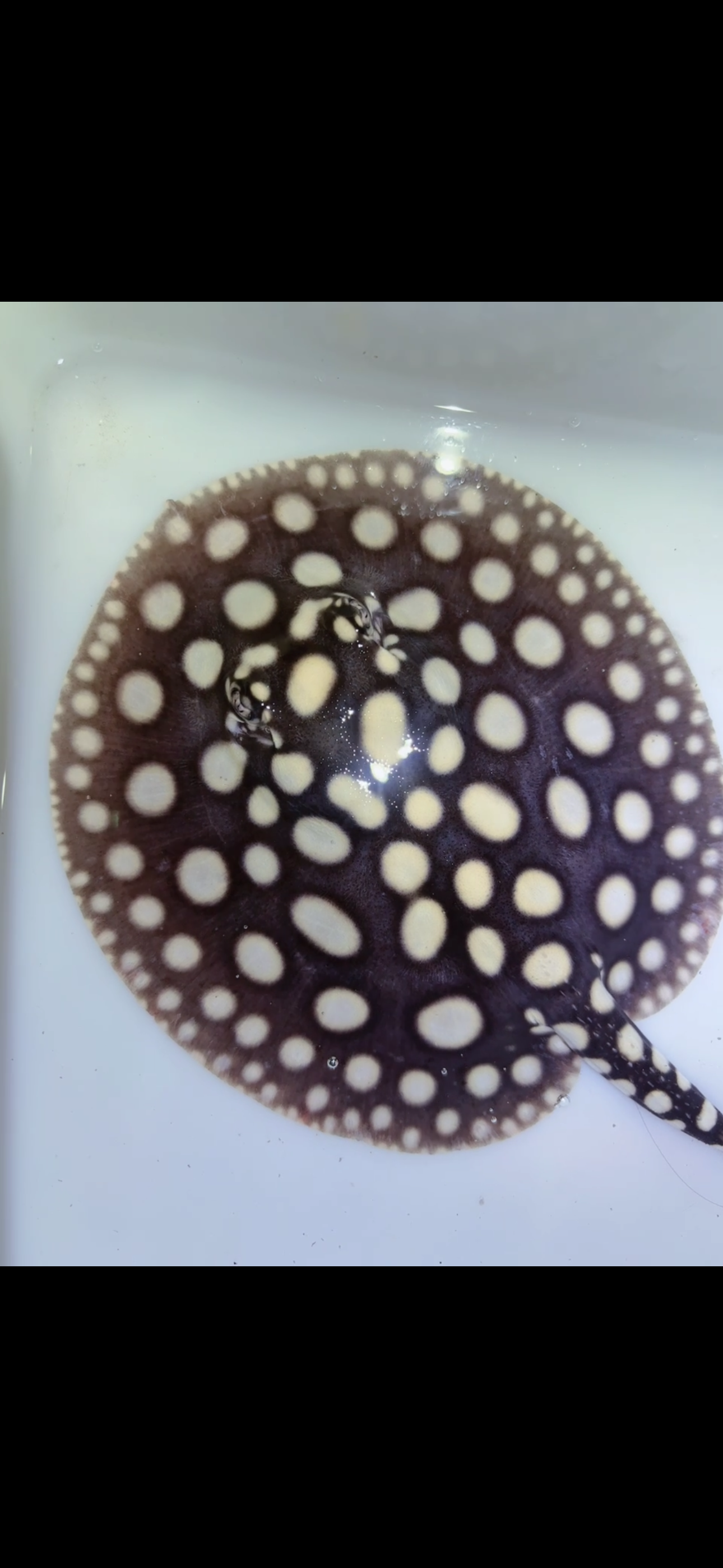 Freshwater stingray black diamond female 6inch 9
