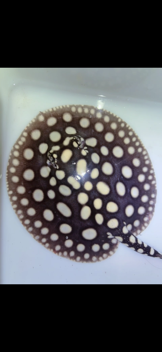 Freshwater stingray black diamond female 6inch 9