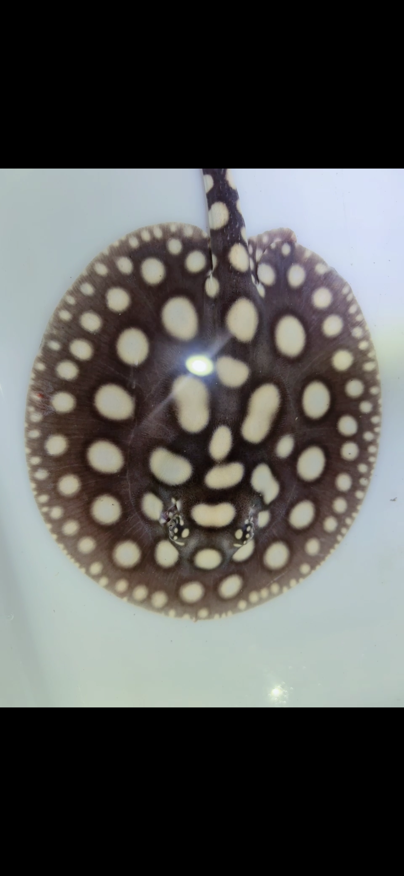 Freshwater stingray black diamond male 6inch 10