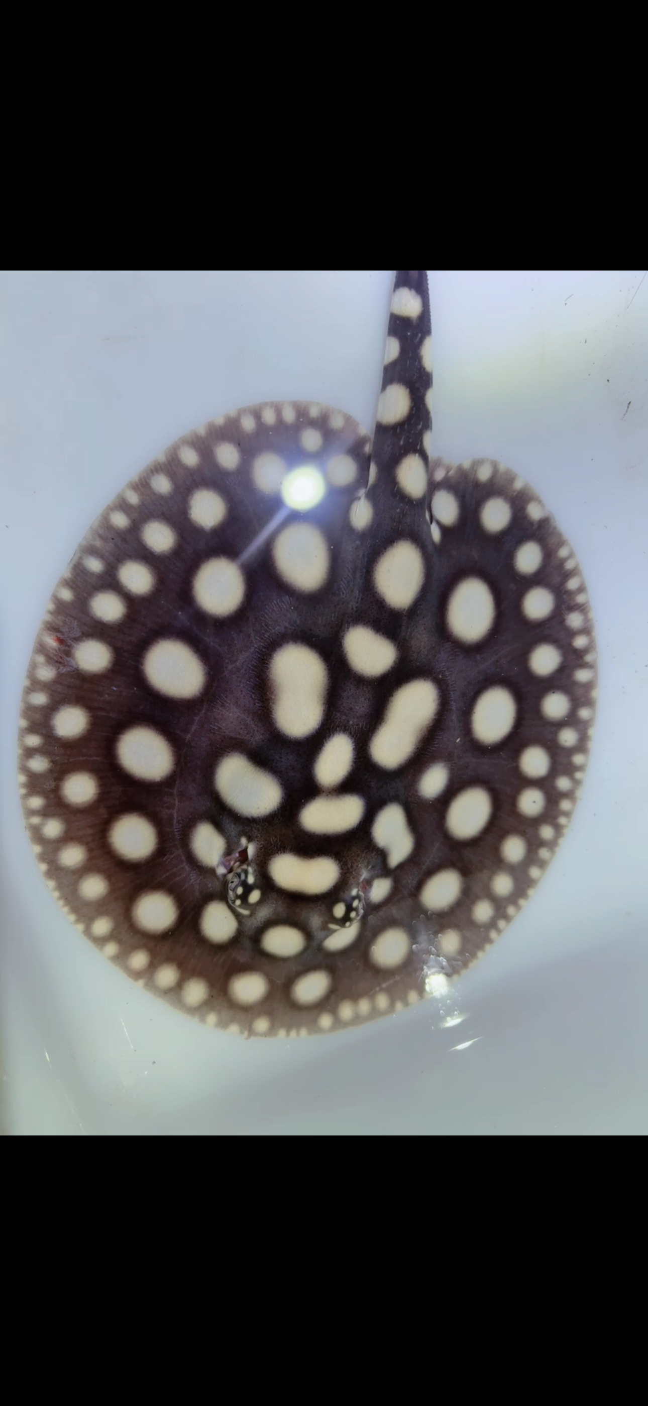 Freshwater stingray black diamond male 6inch 10