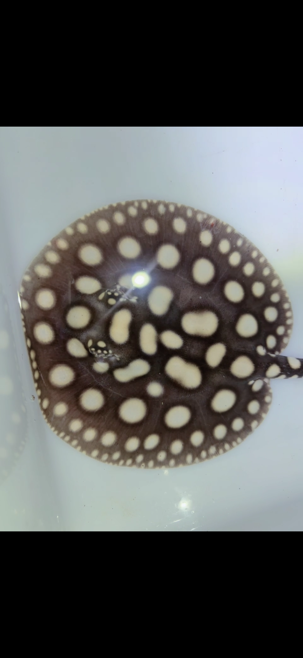 Freshwater stingray black diamond male 6inch 10