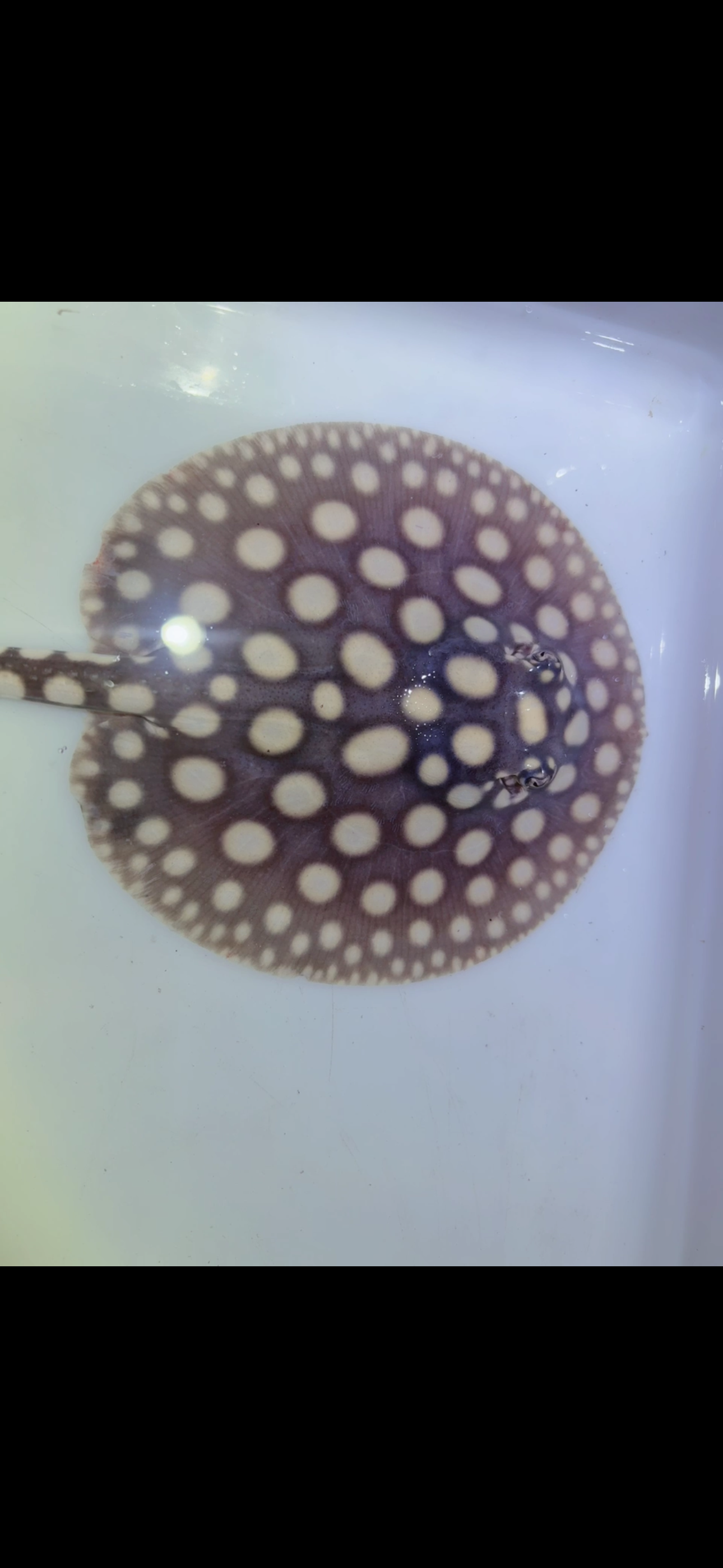 Freshwater stingray black diamond male 6inch 11