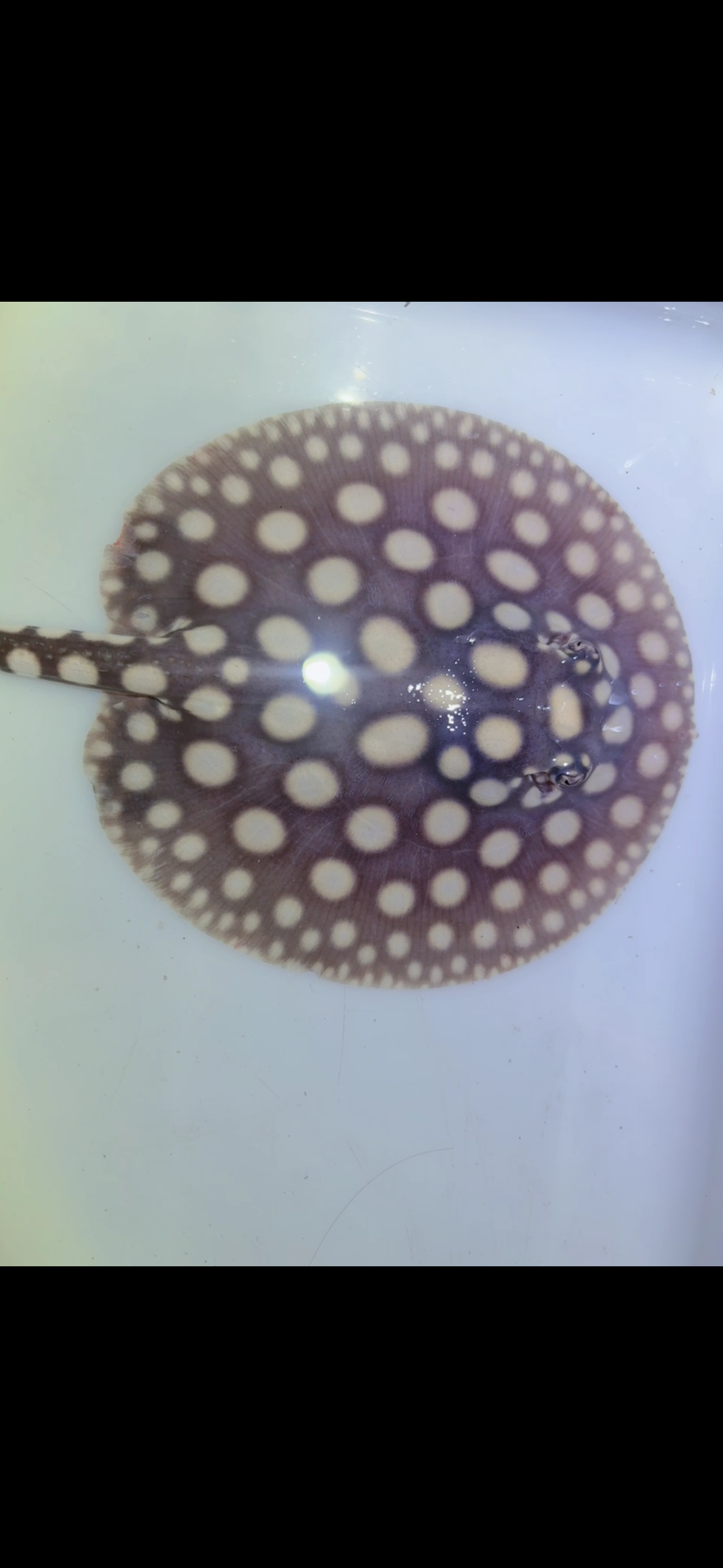 Freshwater stingray black diamond male 6inch 11