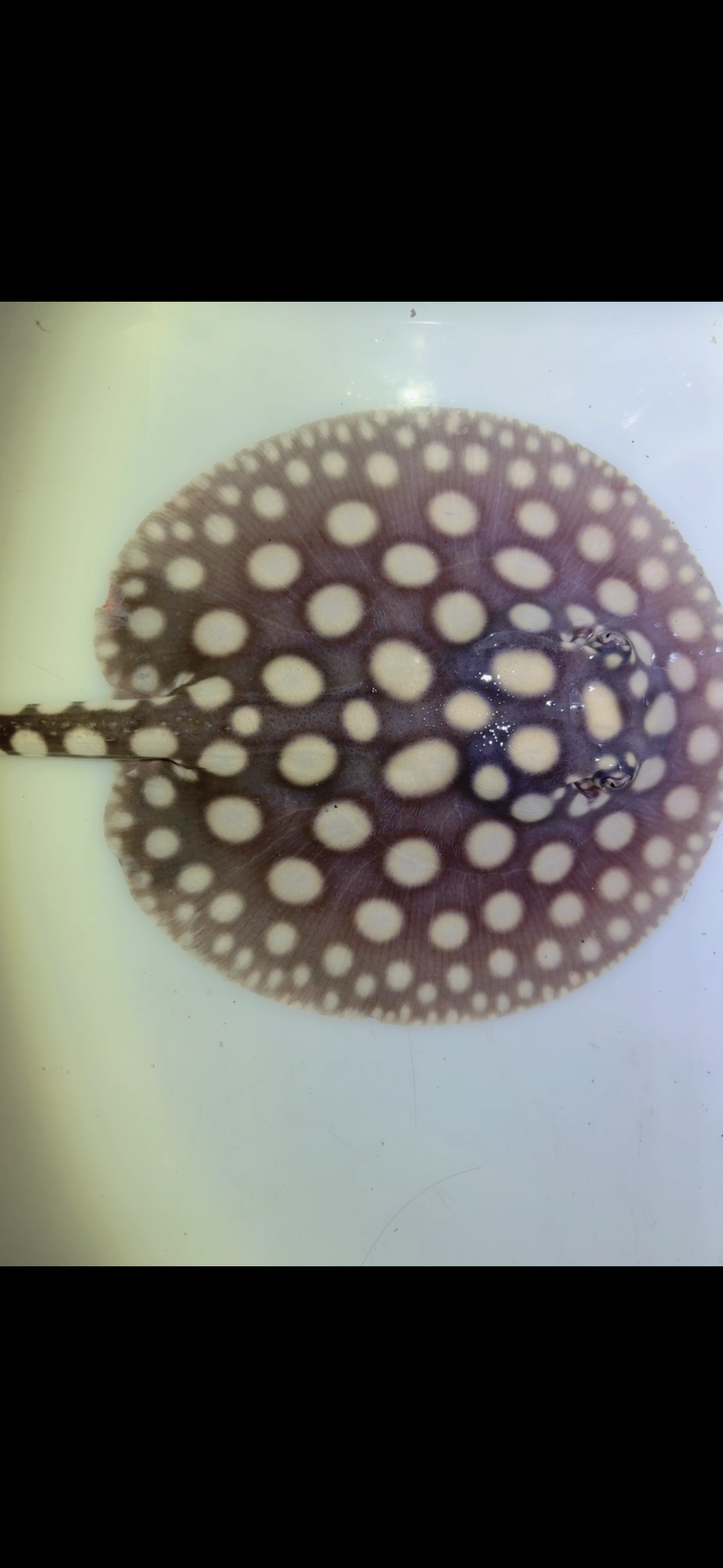 Freshwater stingray black diamond male 6inch 11