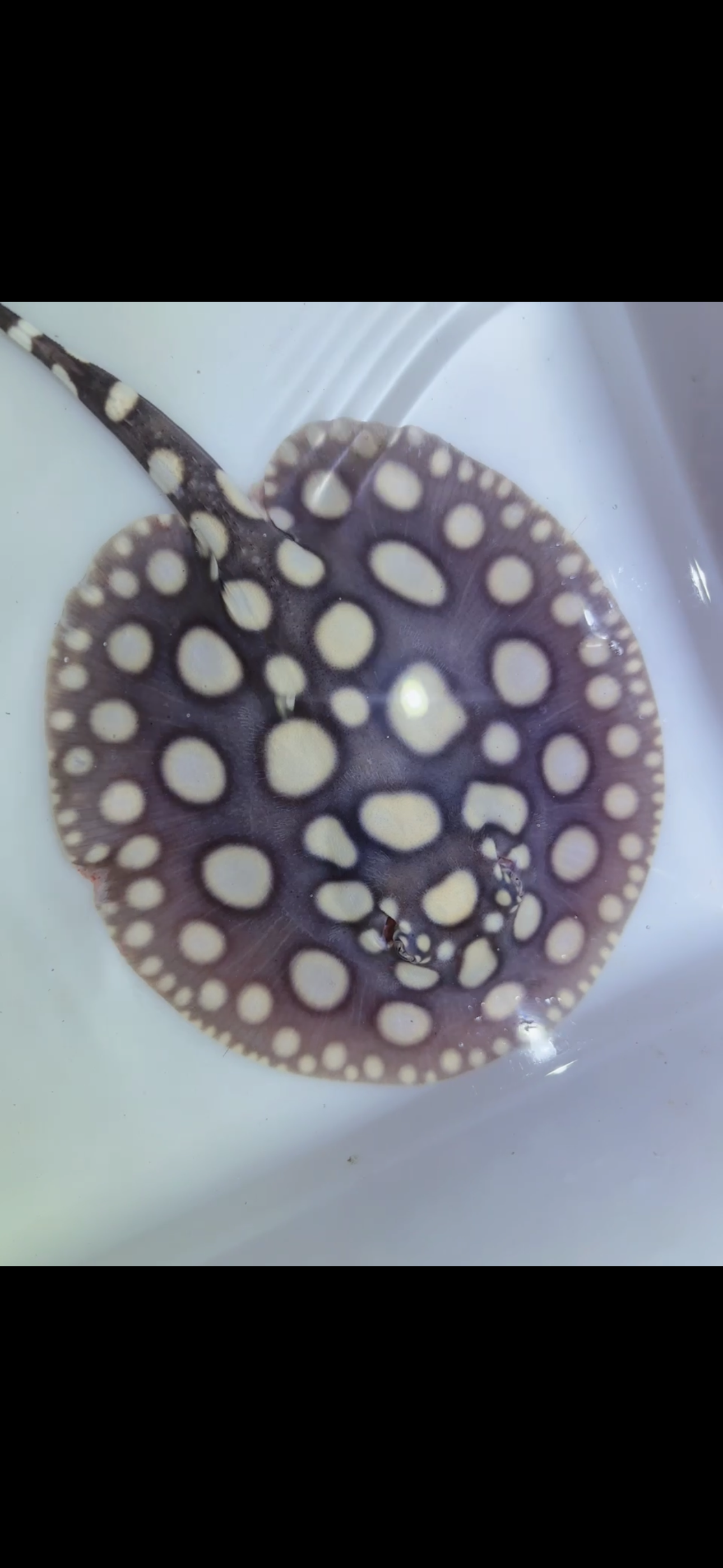 Freshwater stingray black diamond male 6inch 12