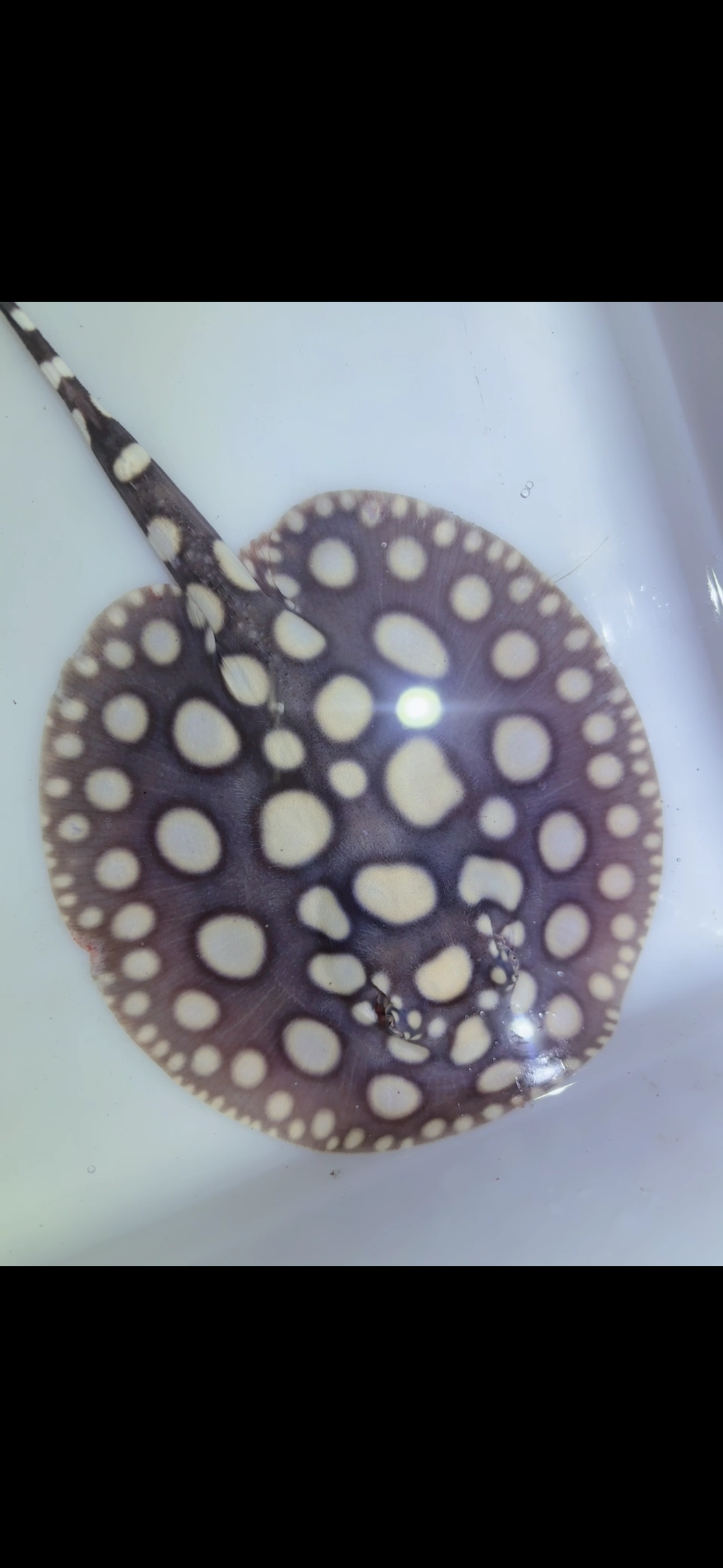 Freshwater stingray black diamond male 6inch 12