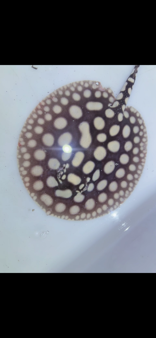 Freshwater stingray black diamond male 6inch 13