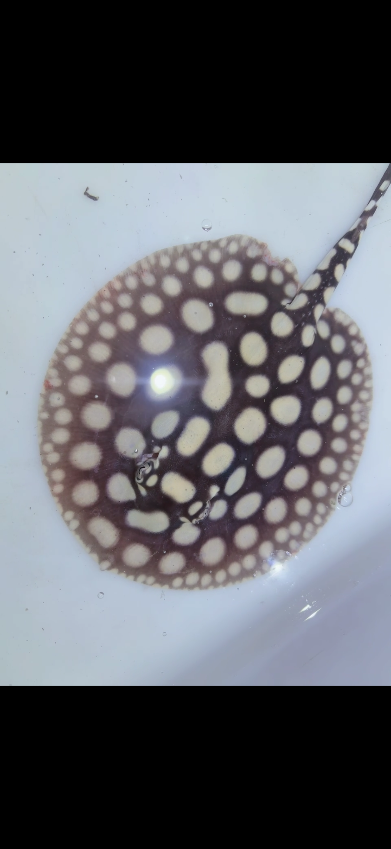 Freshwater stingray black diamond male 6inch 13