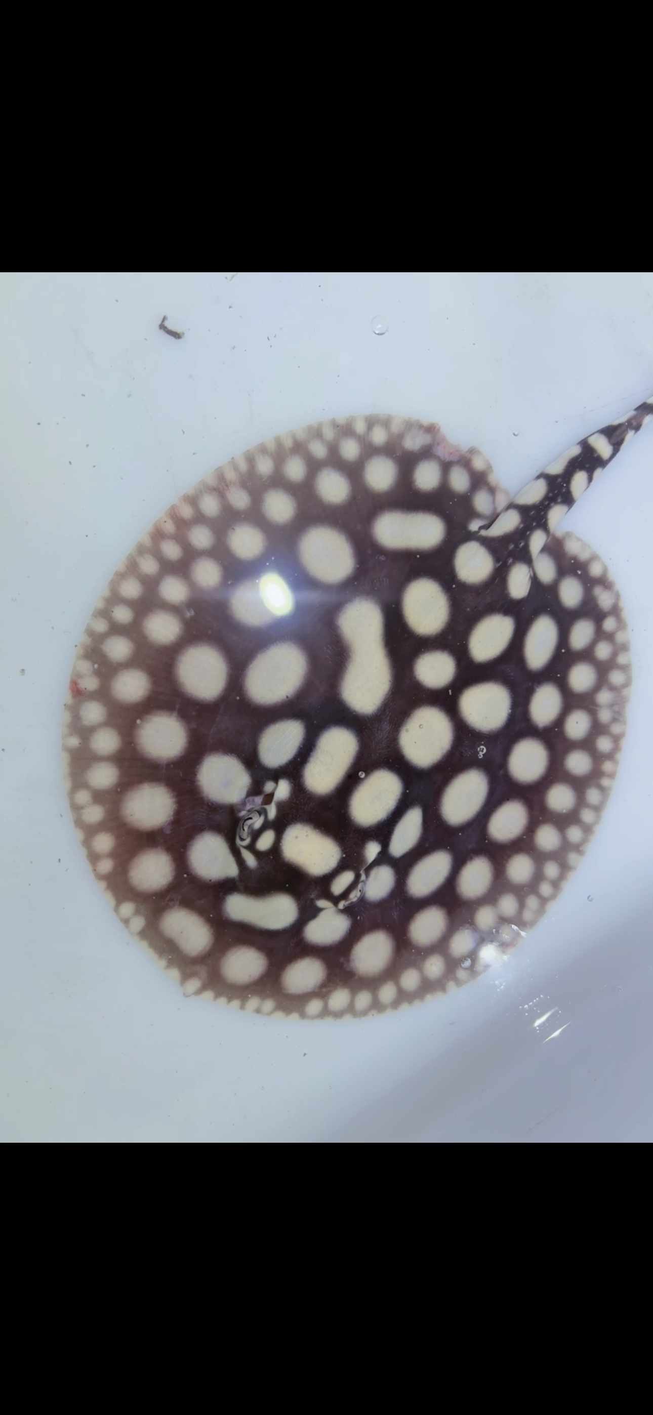 Freshwater stingray black diamond male 6inch 13