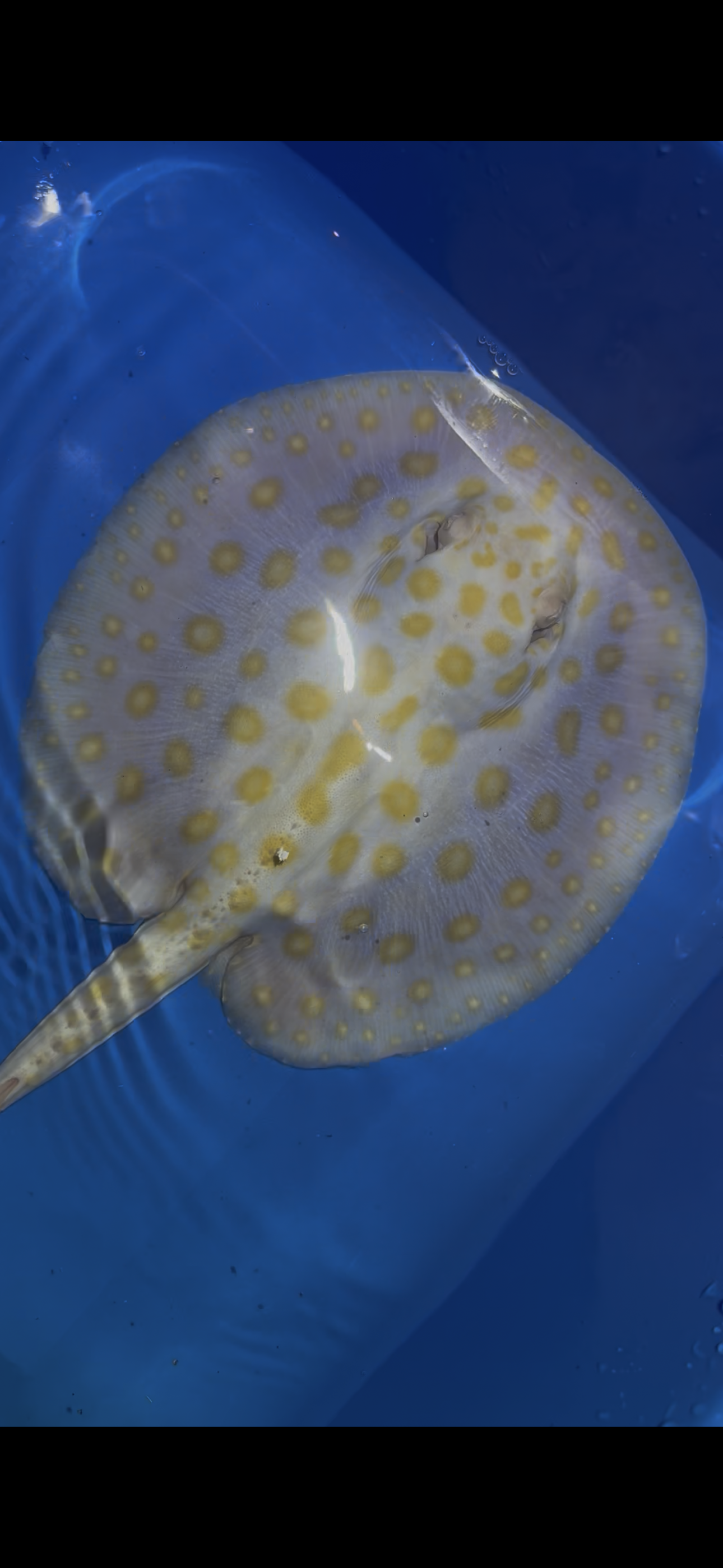 Freshwater Stingray Black Diamond Albino Male 1