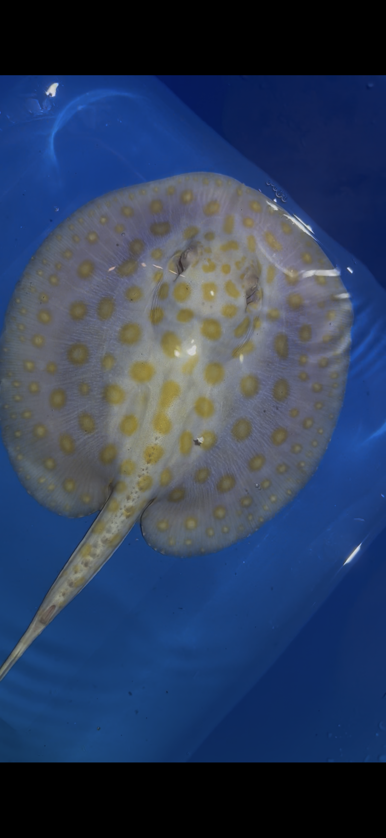 Freshwater Stingray Black Diamond Albino Male 1