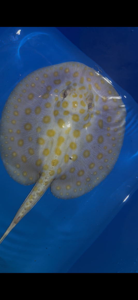 Freshwater Stingray Black Diamond Albino Male 1