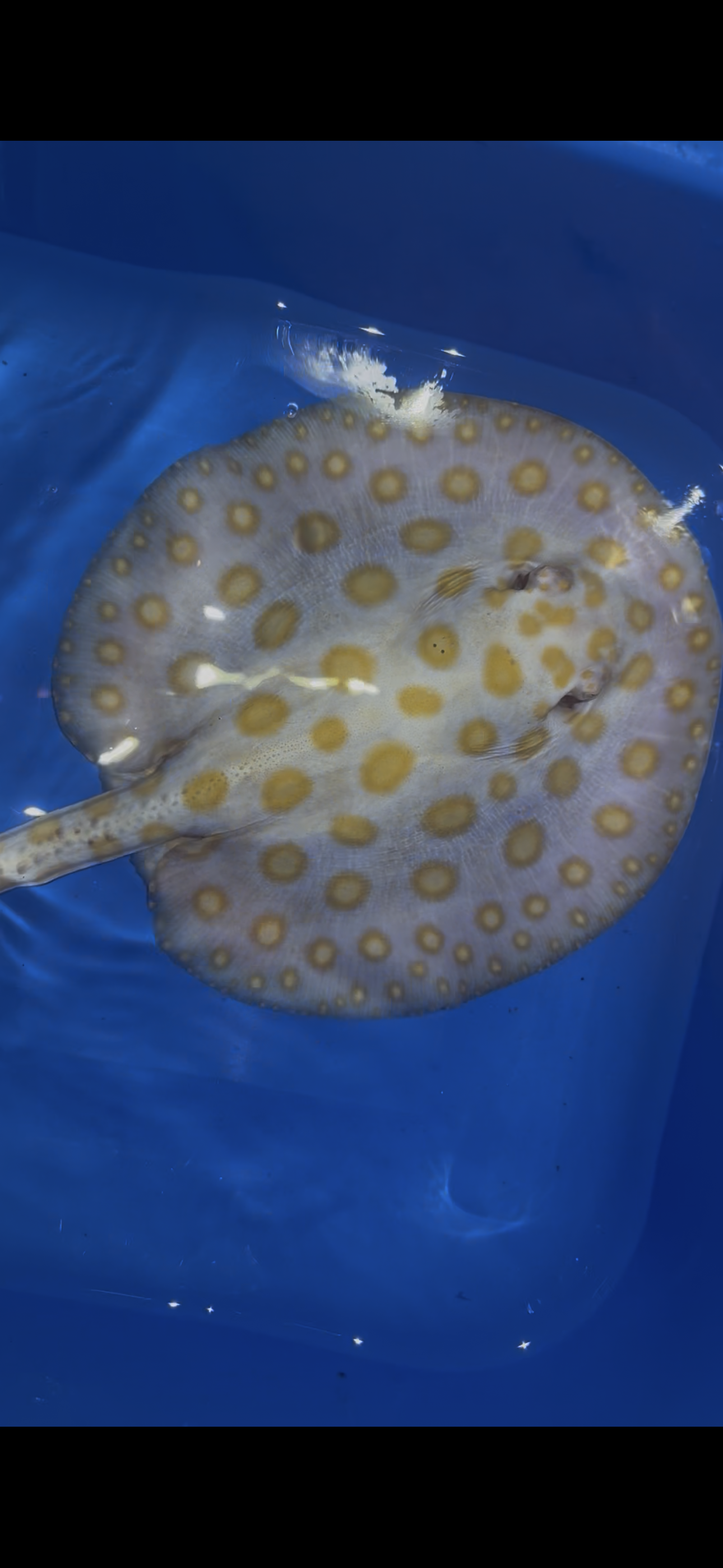 Freshwater Stingray Black Diamond Albino Female 2