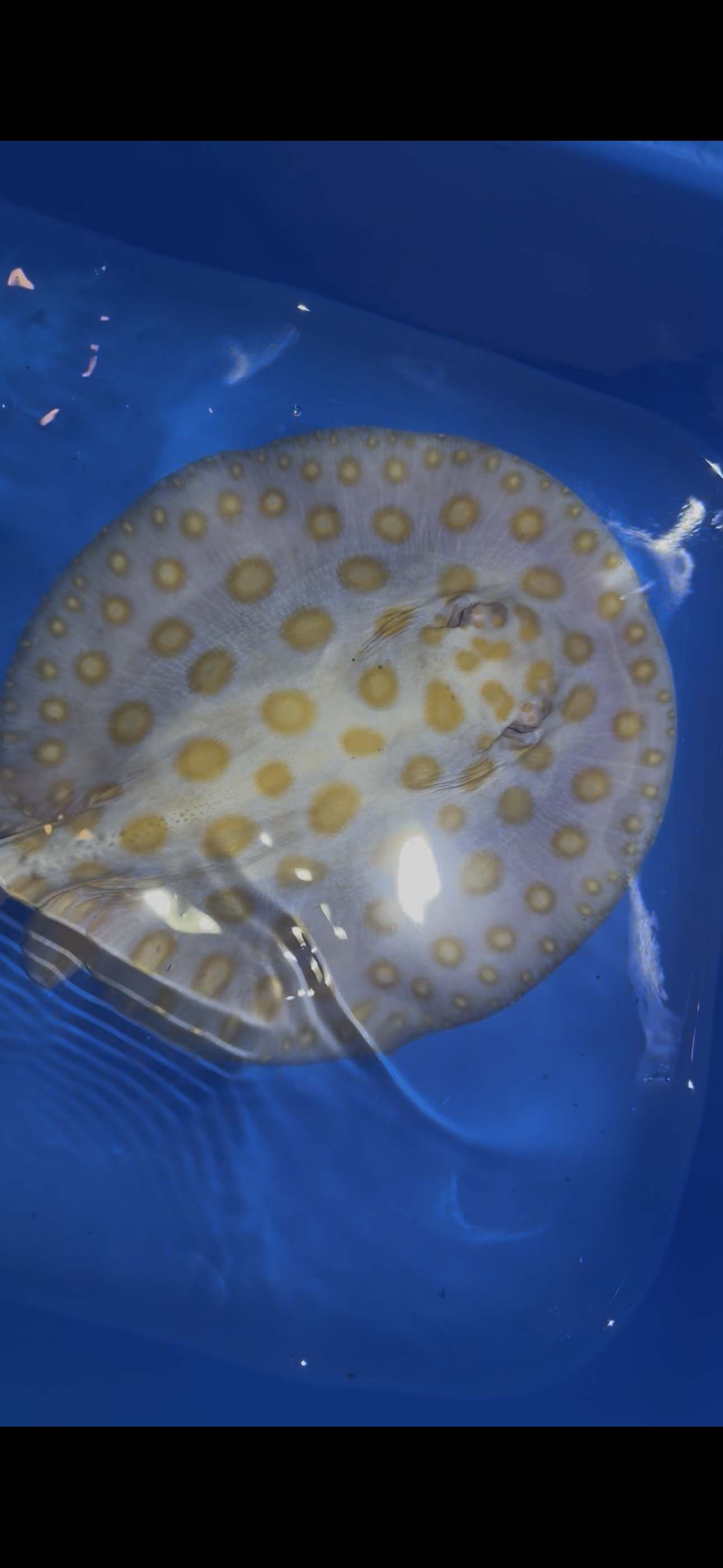 Freshwater Stingray Black Diamond Albino Female 2