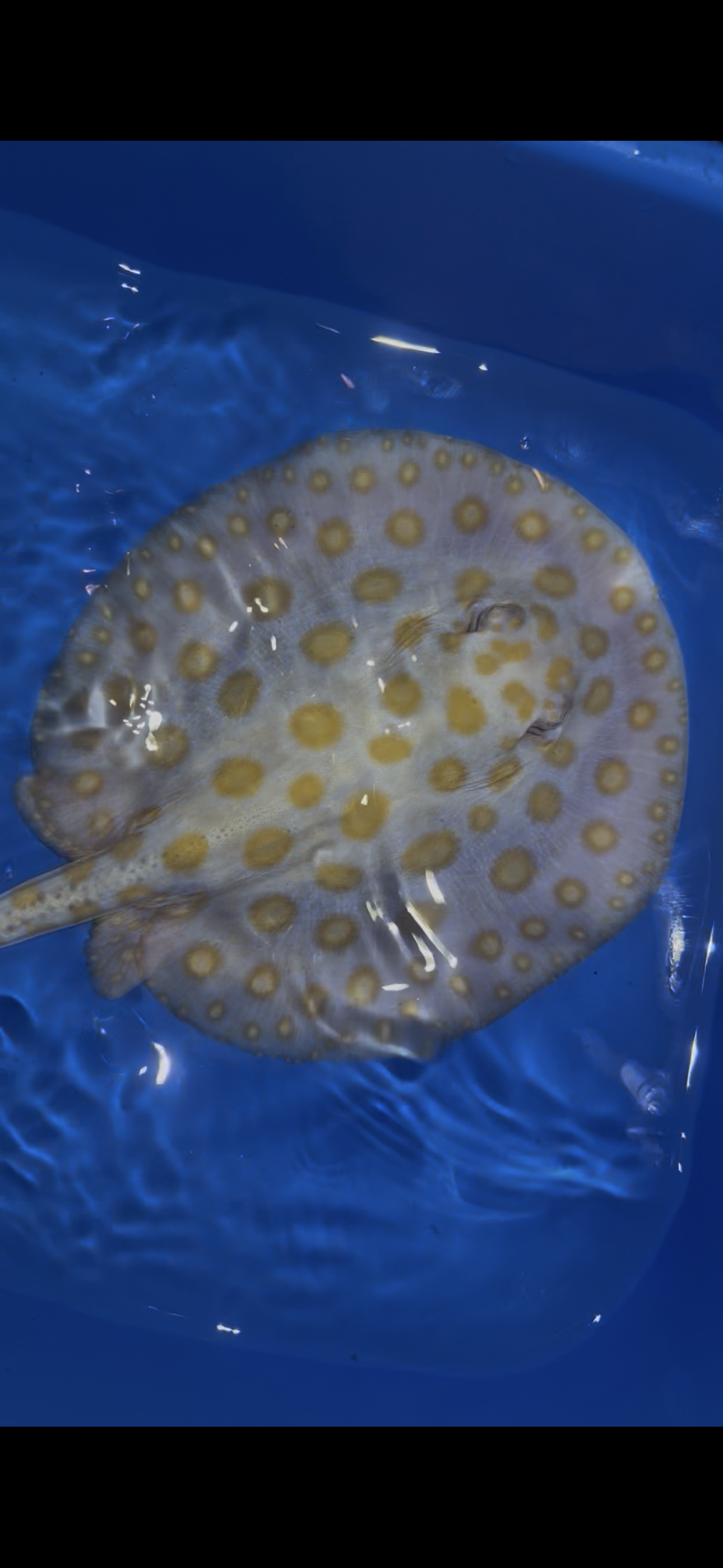Freshwater Stingray Black Diamond Albino Female 2