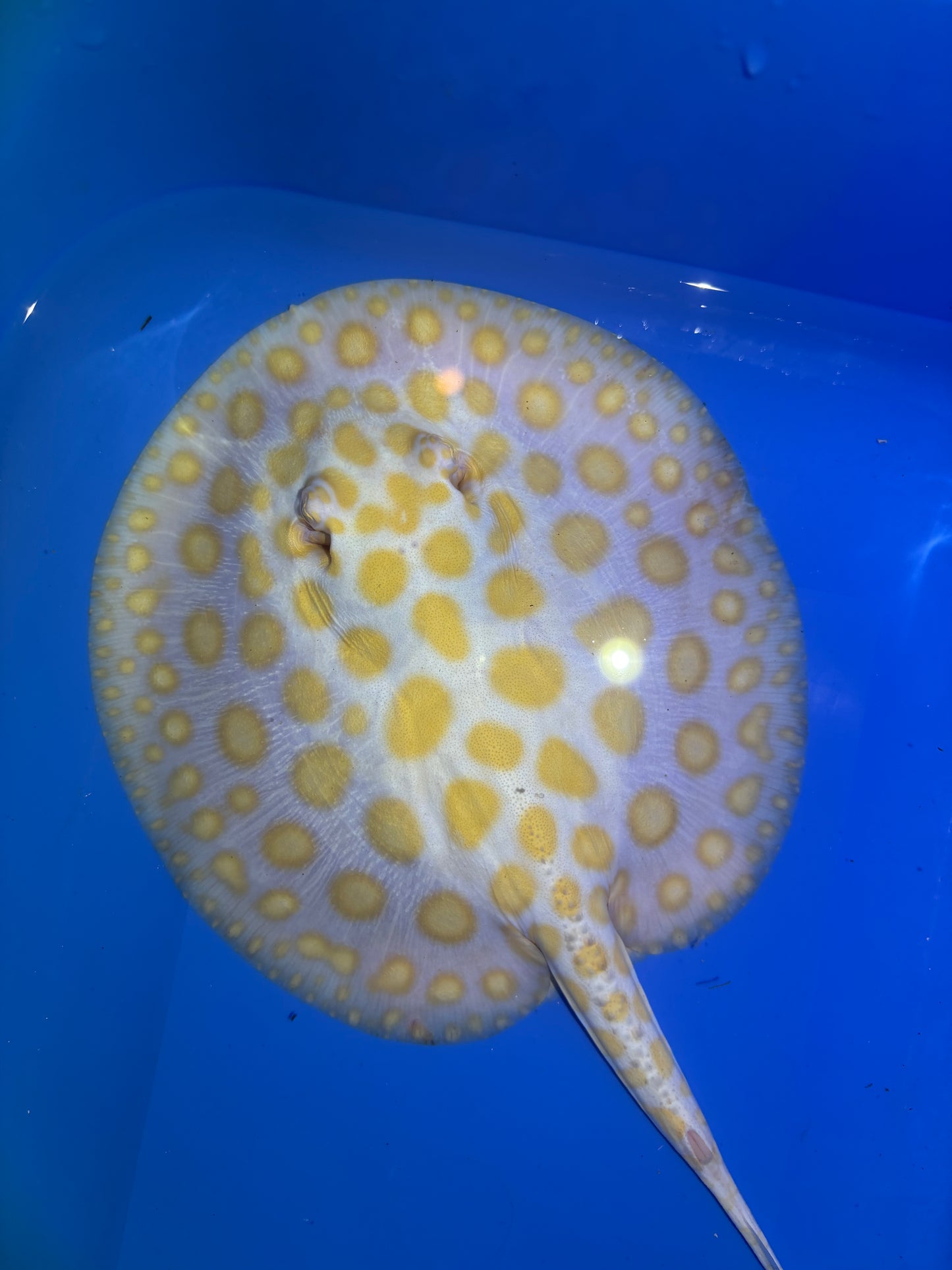 Freshwater Stingray Black Diamond Albino Female 3
