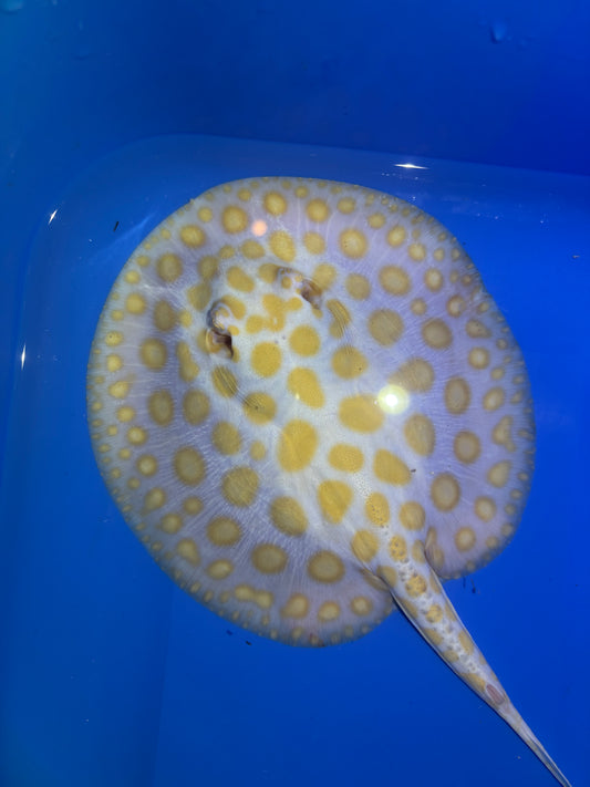 Freshwater Stingray Black Diamond Albino Female 3
