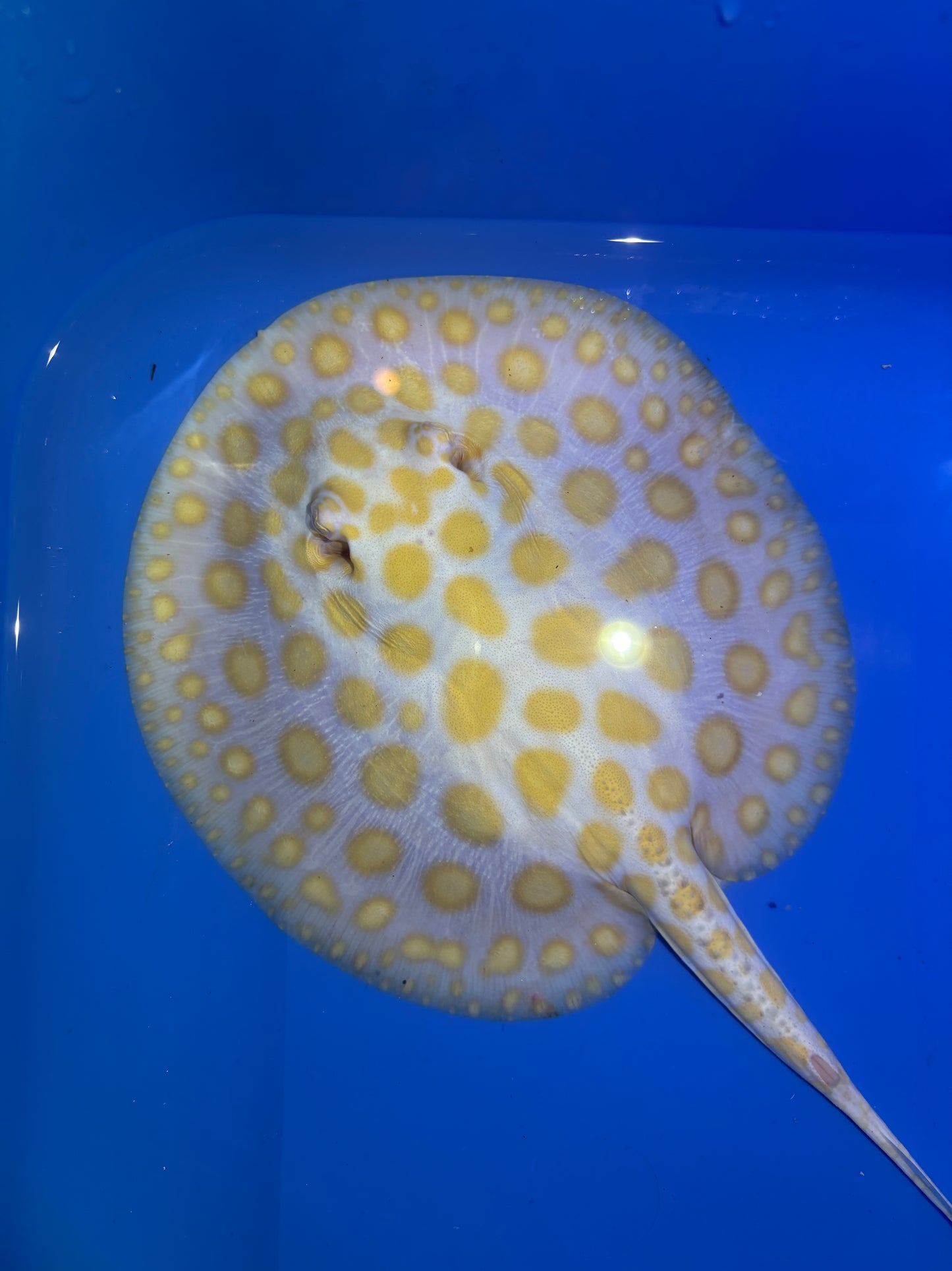 Freshwater Stingray Black Diamond Albino Female 3