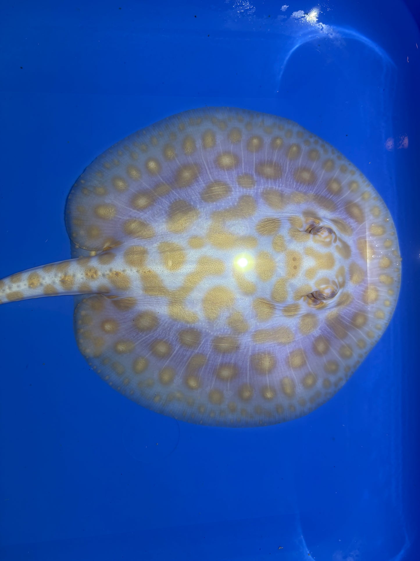 Freshwater Stingray Black Diamond Albino Female 4