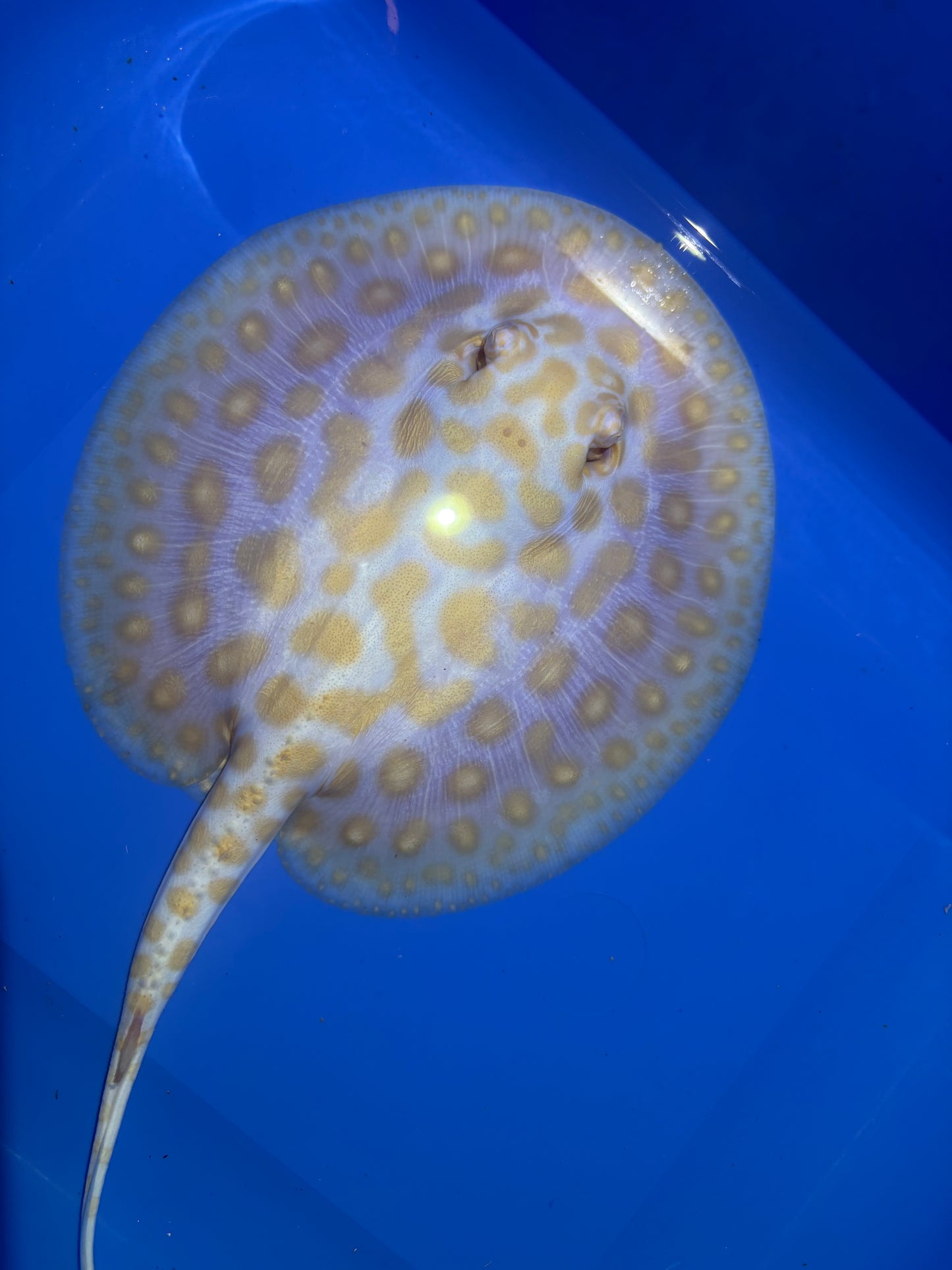 Freshwater Stingray Black Diamond Albino Female 4