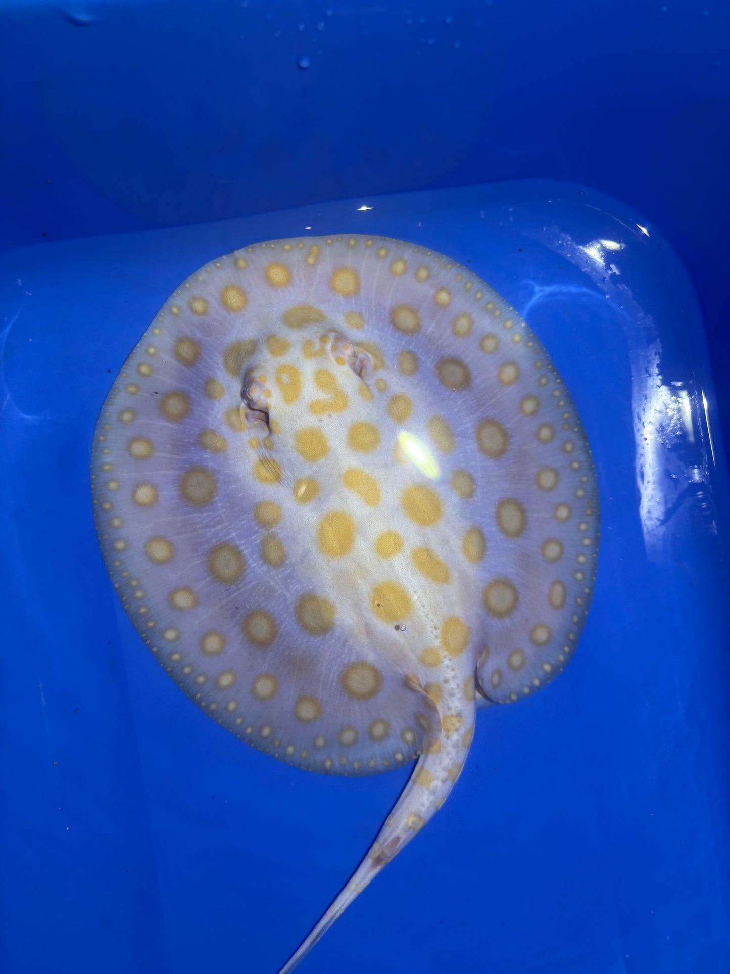 Freshwater Stingray Black Diamond Albino Female 5