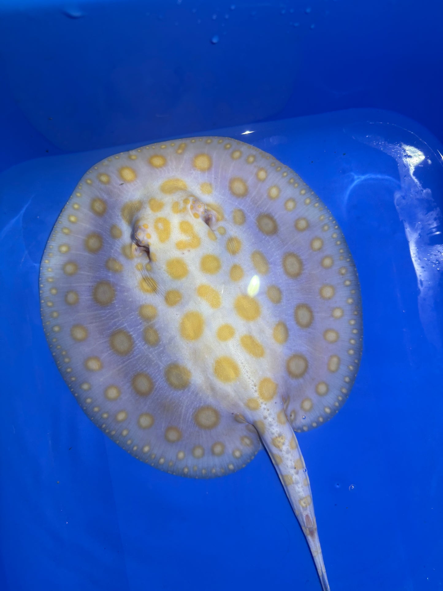 Freshwater Stingray Black Diamond Albino Female 5