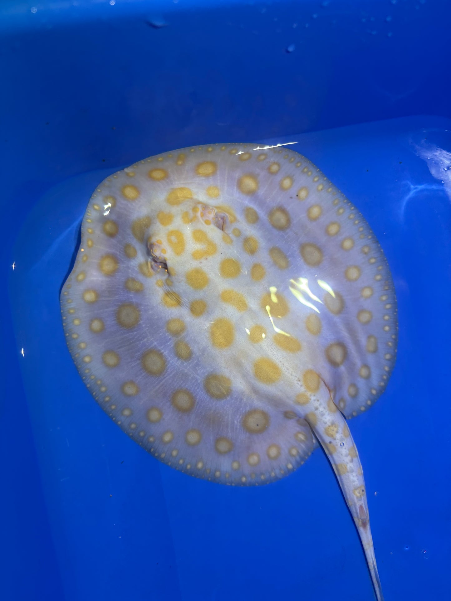 Freshwater Stingray Black Diamond Albino Female 5