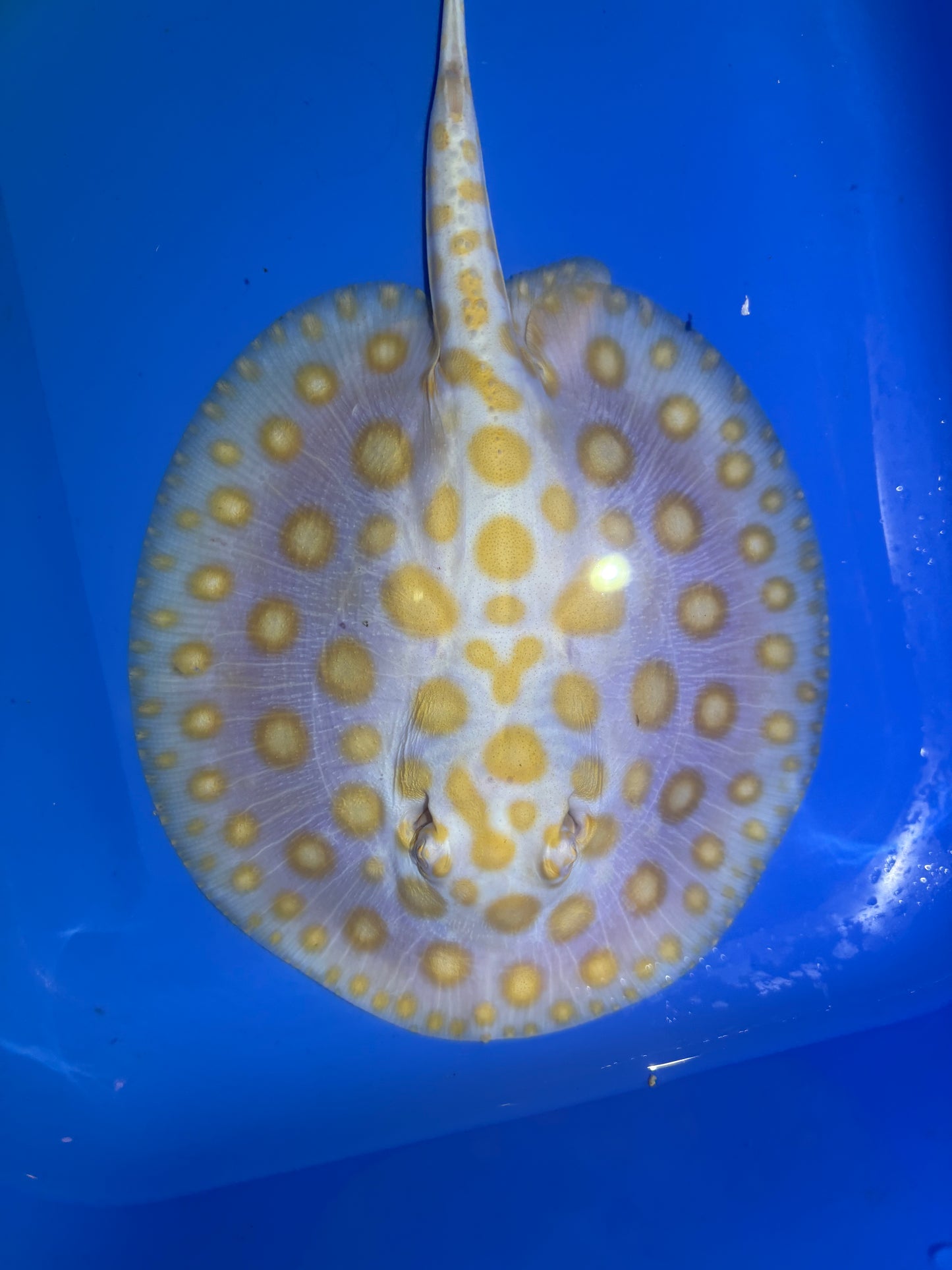 Freshwater Stingray Black Diamond Albino Male 6
