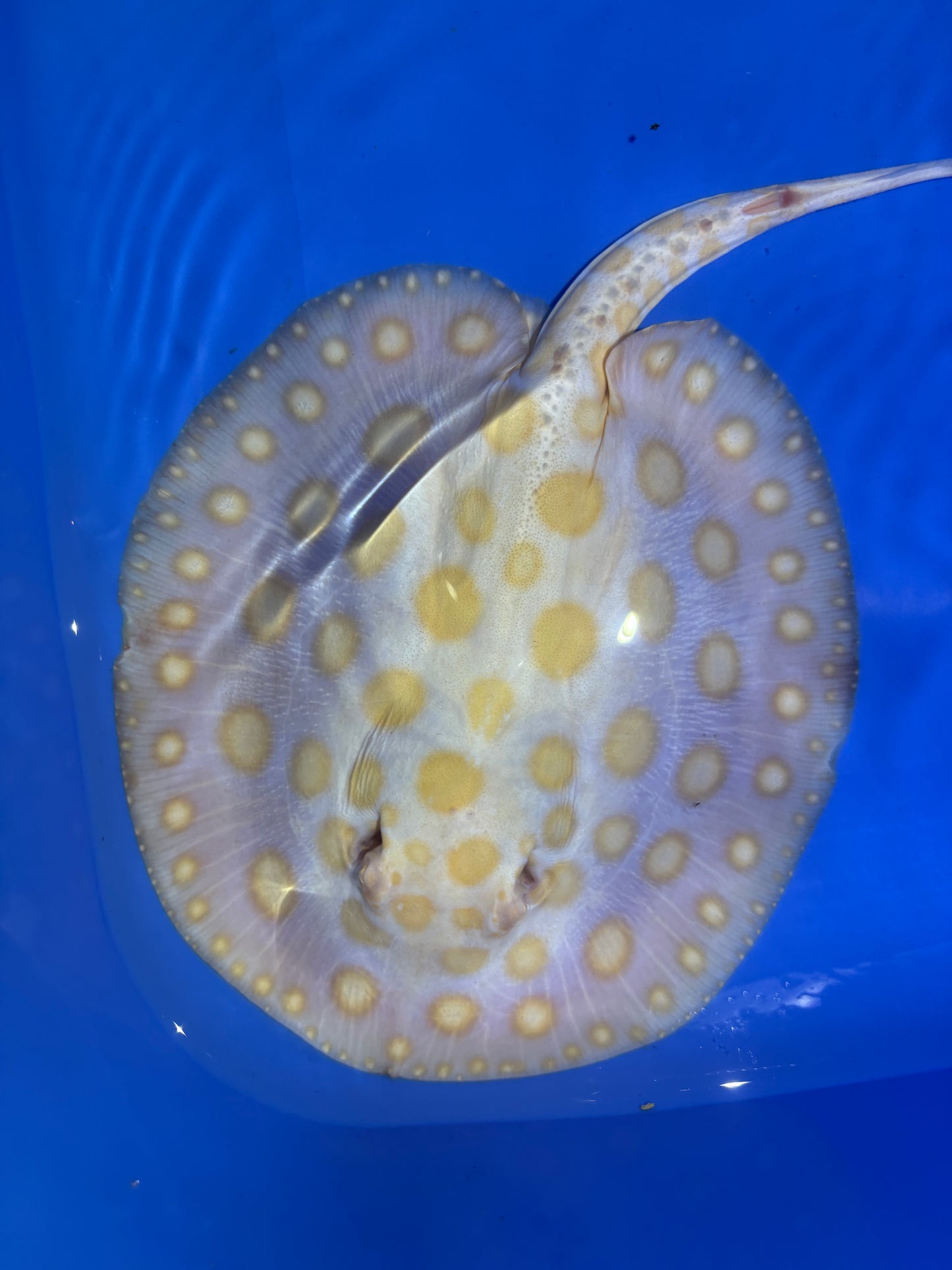 Freshwater Stingray Black Diamond Albino Male 7
