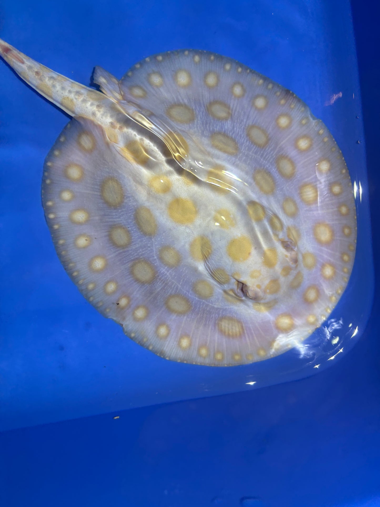 Freshwater Stingray Black Diamond Albino Male 7