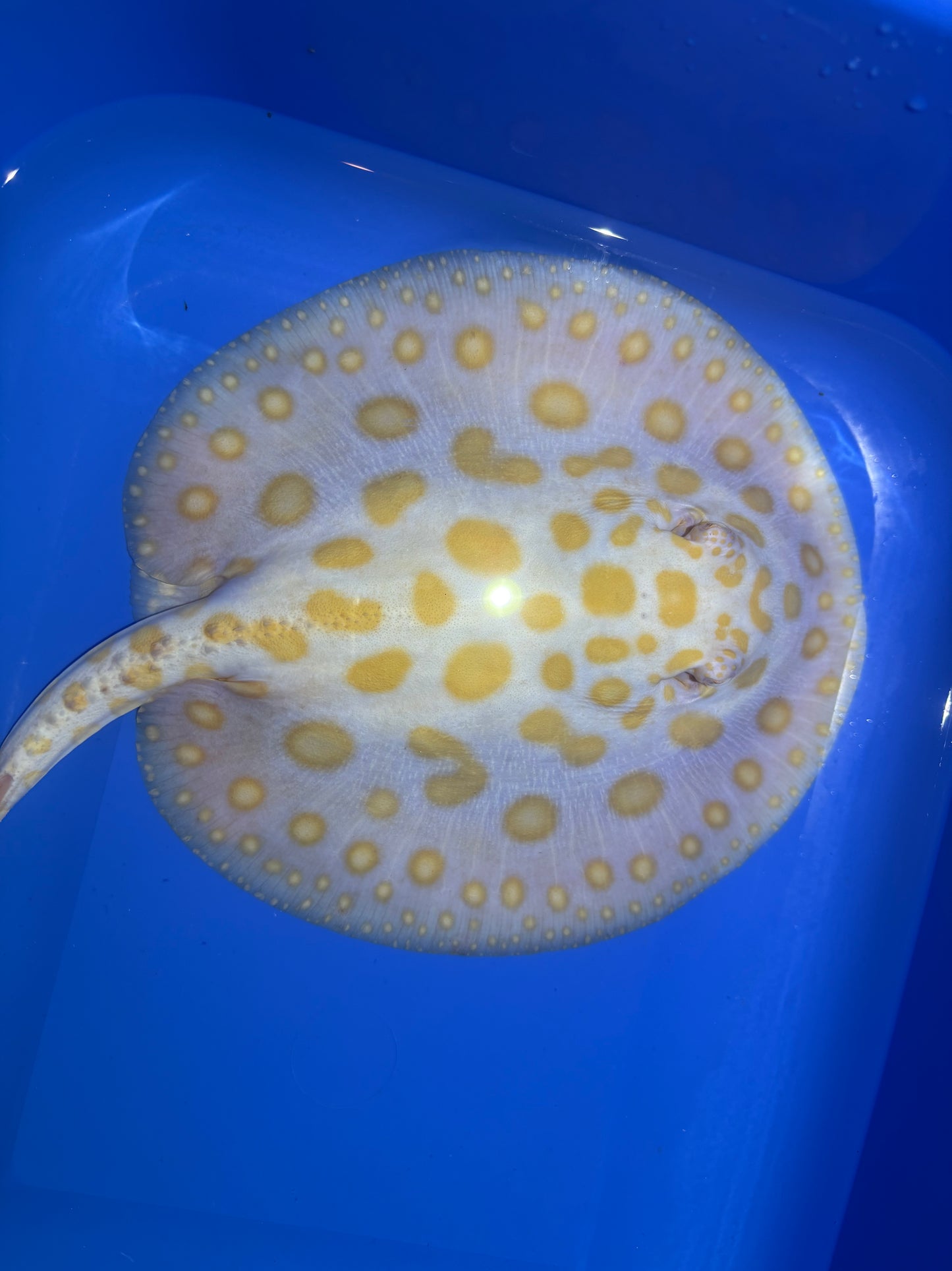 Freshwater Stingray Black Diamond Albino Female 8