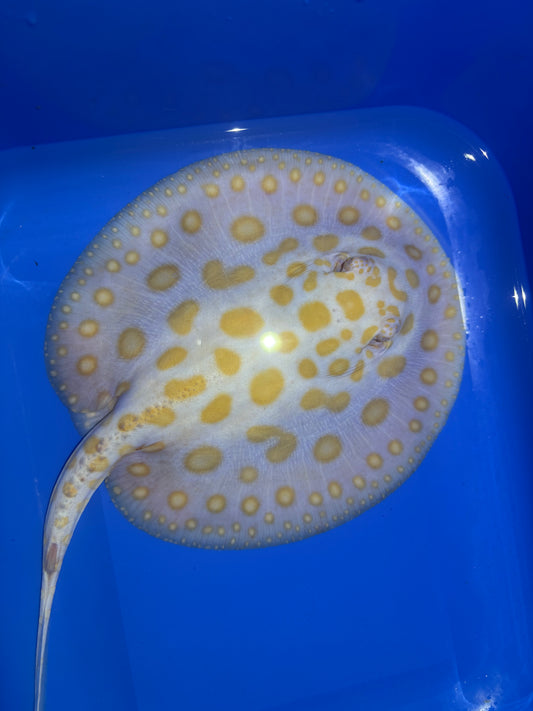 Freshwater Stingray Black Diamond Albino Female 8