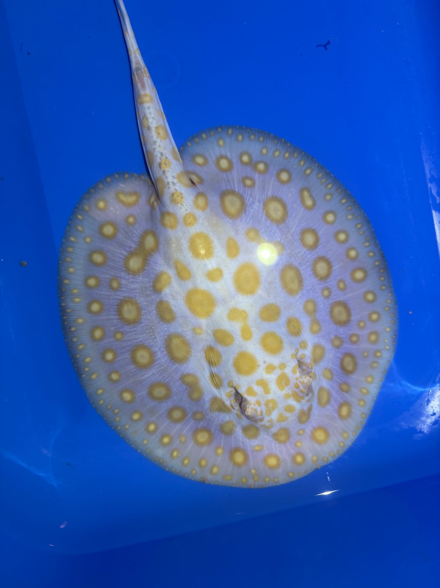 Freshwater Stingray Black Diamond Albino Male 9