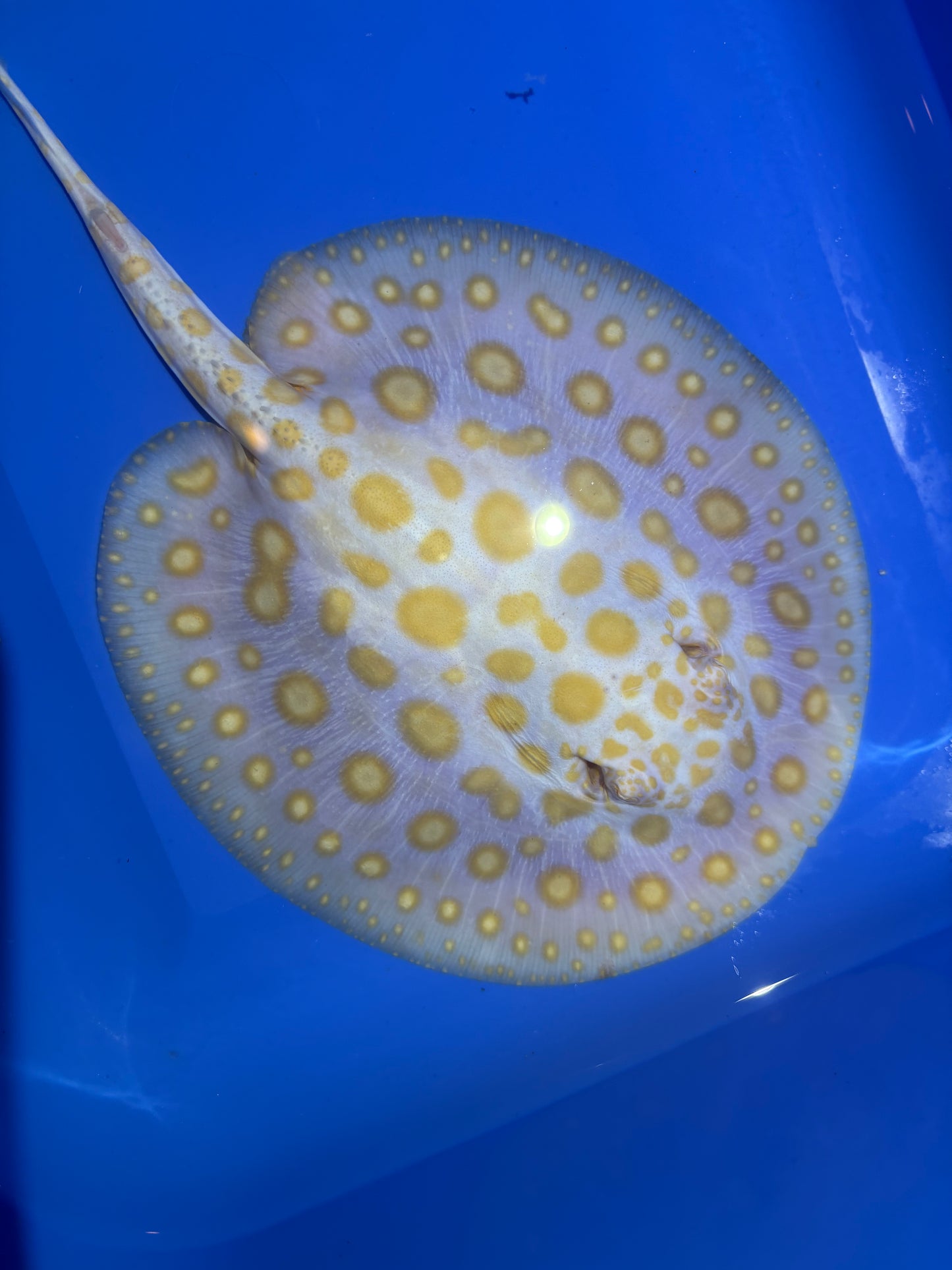 Freshwater Stingray Black Diamond Albino Male 9