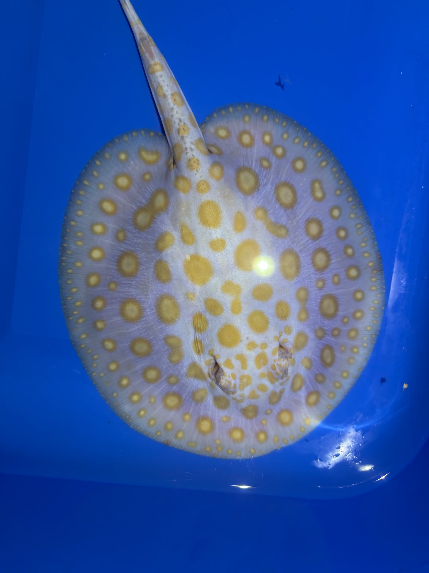 Freshwater Stingray Black Diamond Albino Male 9