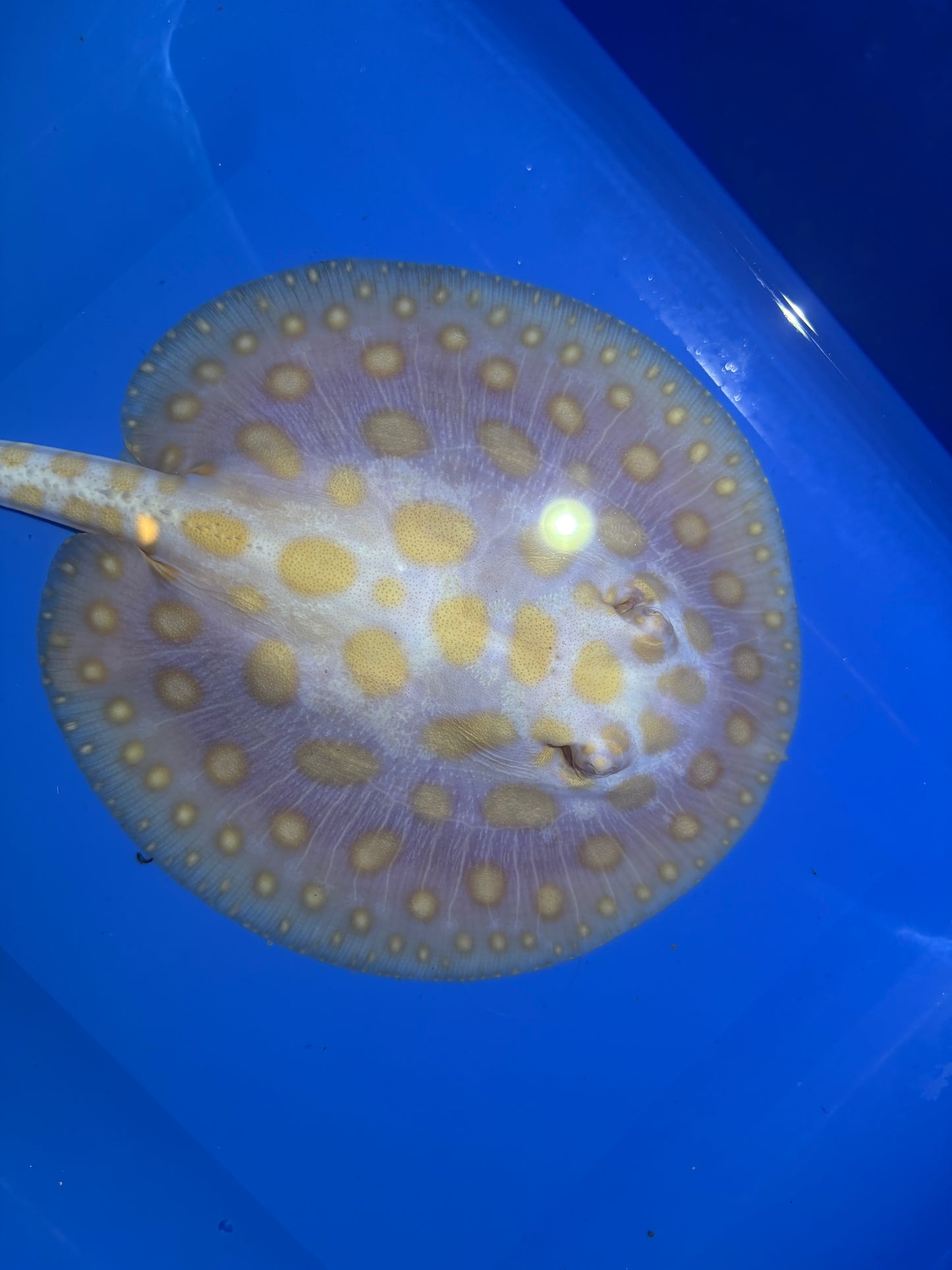 Freshwater Stingray Black Diamond Albino Female 10