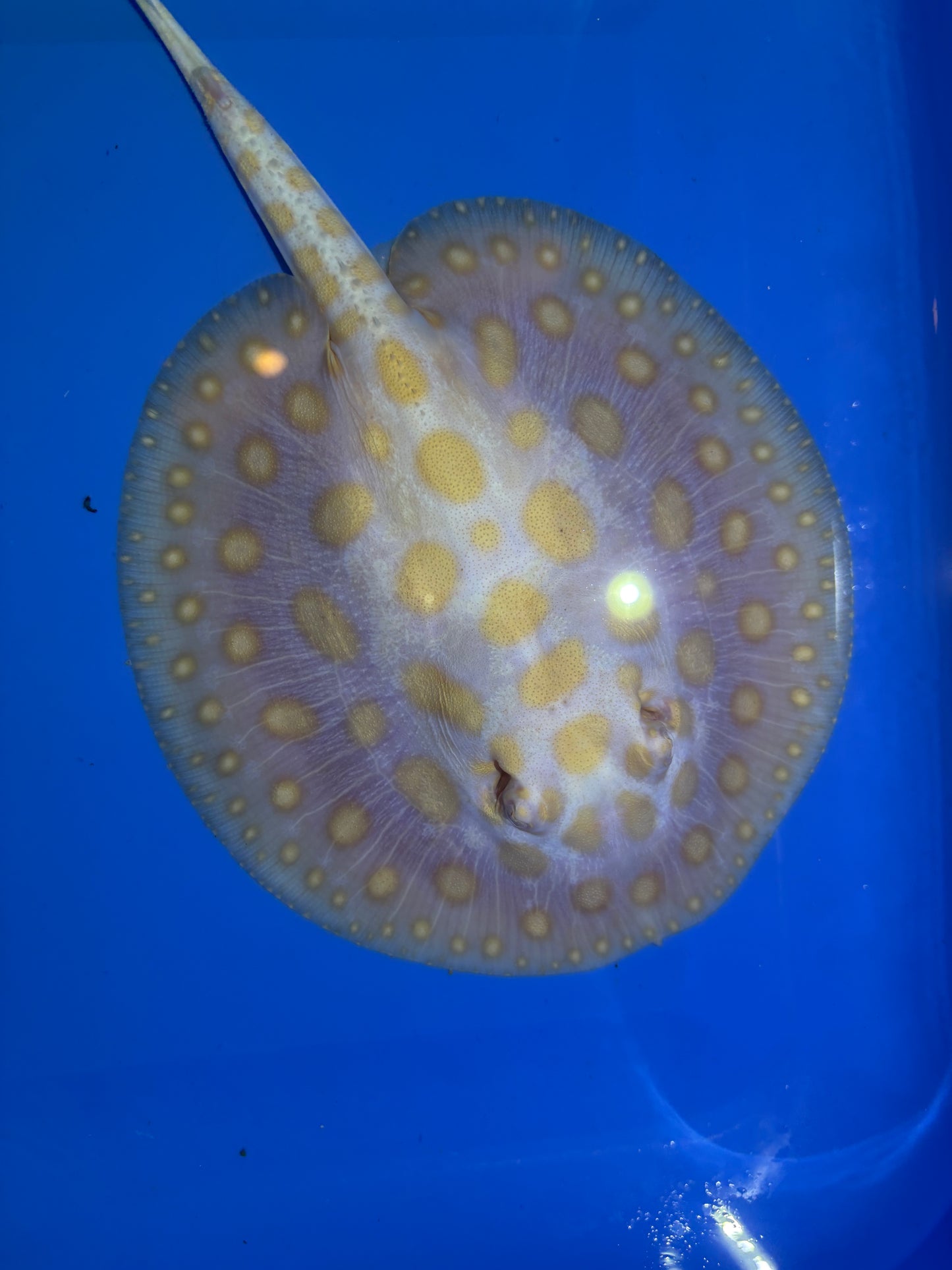Freshwater Stingray Black Diamond Albino Female 10