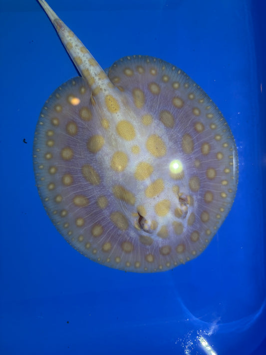 Freshwater Stingray Black Diamond Albino Female 10
