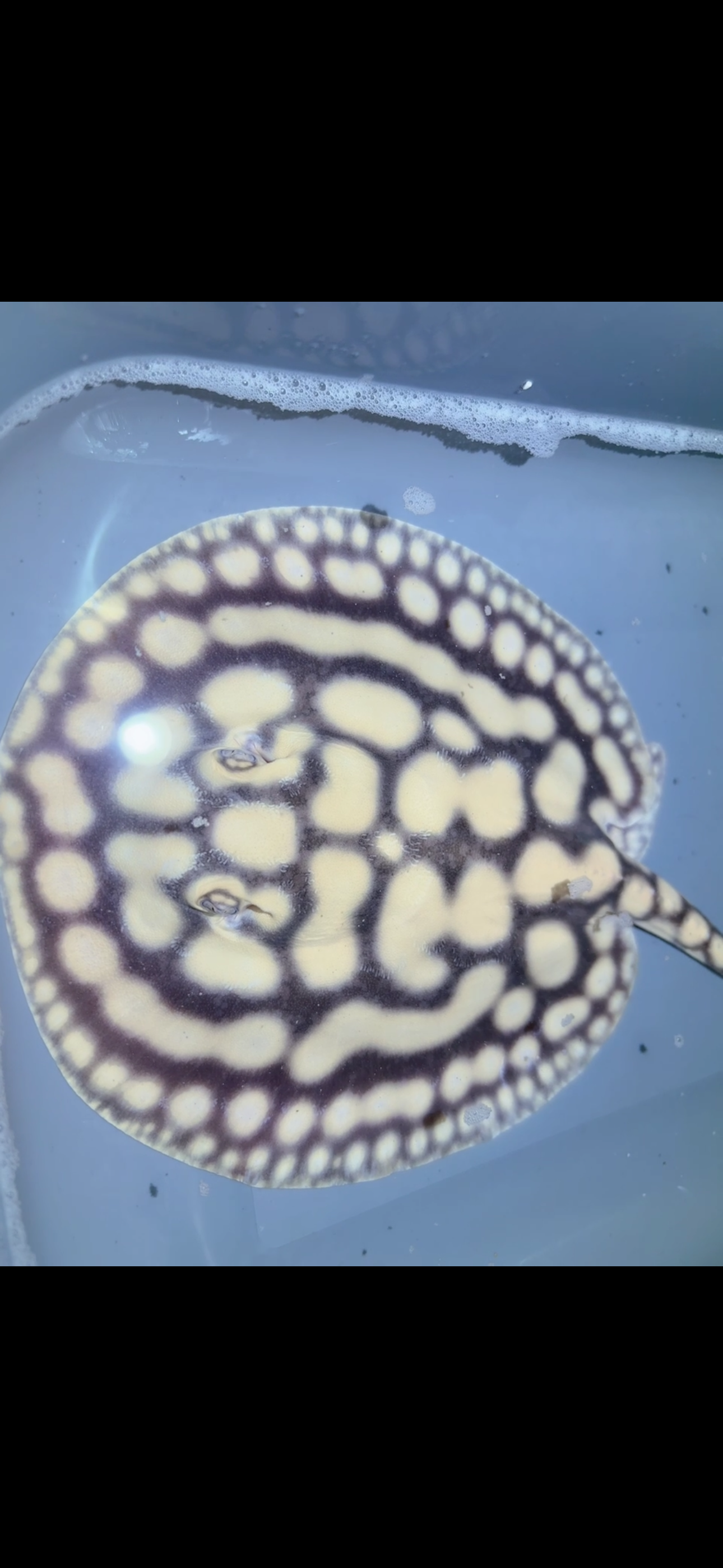 Key Diamond Male