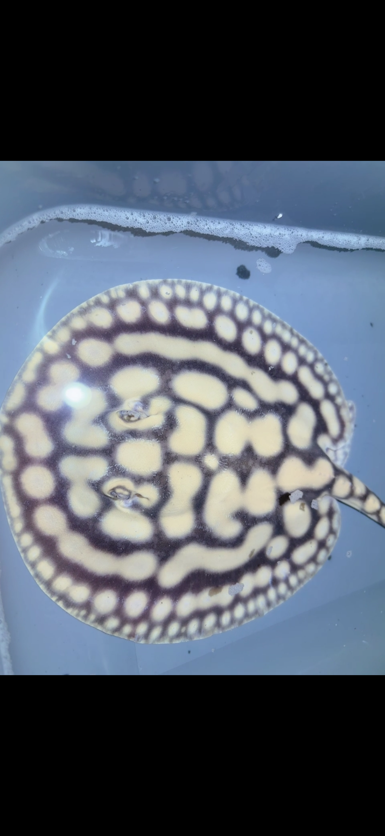 Key Diamond Male