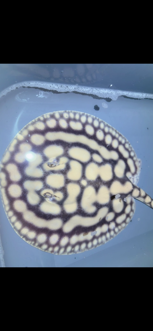 Key Diamond Male