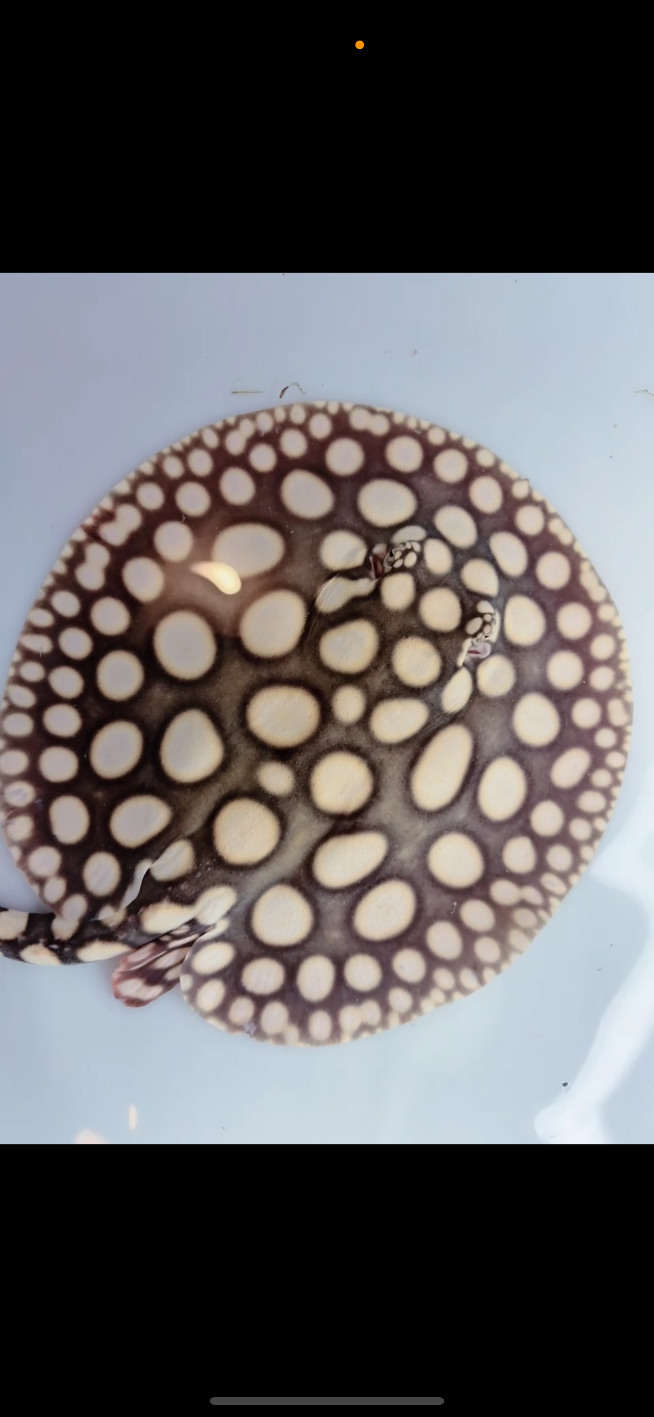 Freshwater stingray black diamond male